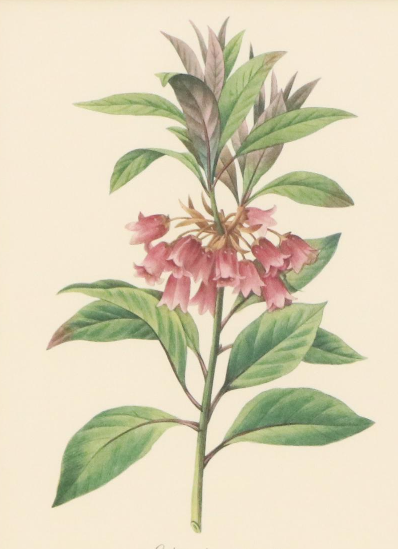 After Pierre Joseph Redouté Set of Four Floral Offset Lithographs