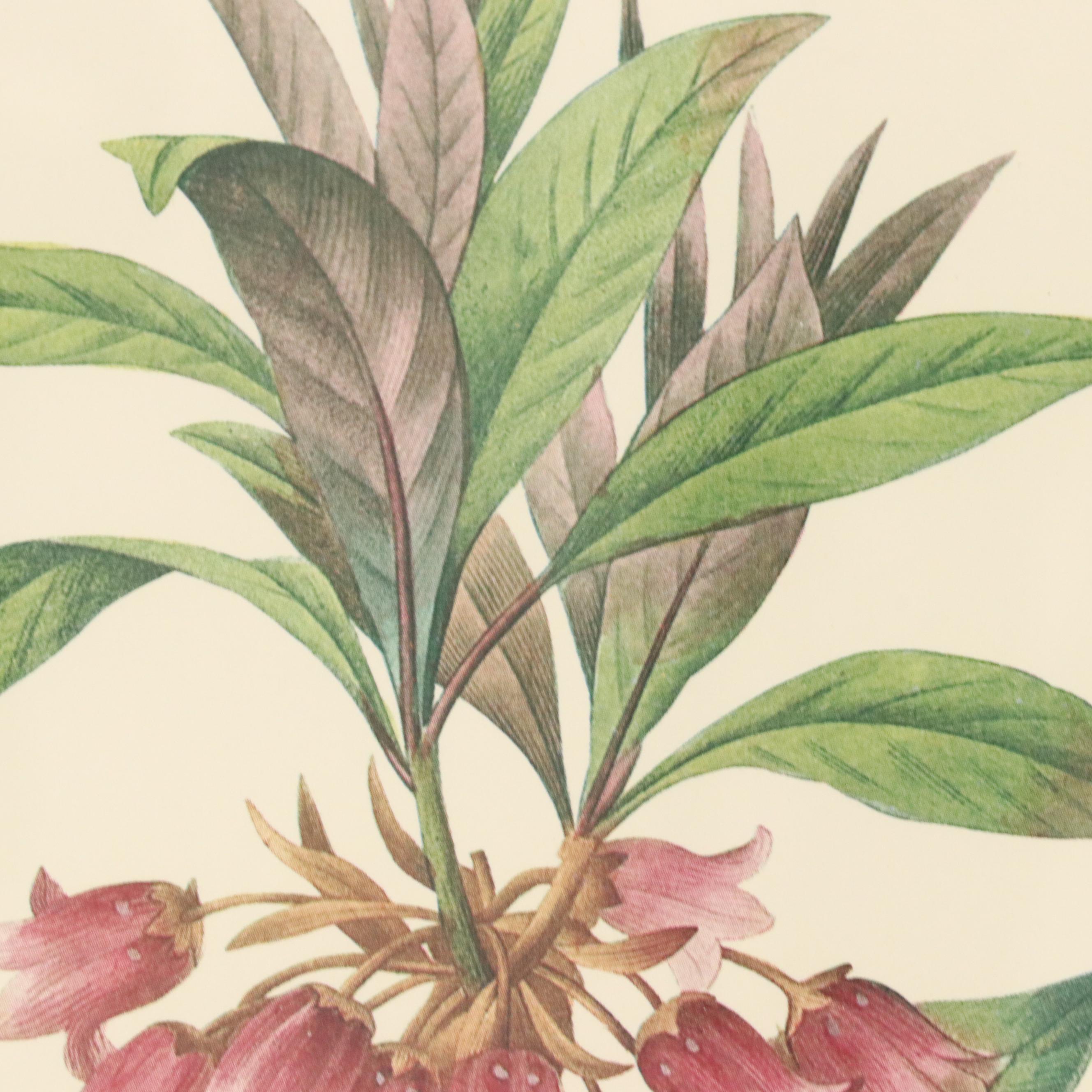 After Pierre Joseph Redouté Set of Four Floral Offset Lithographs