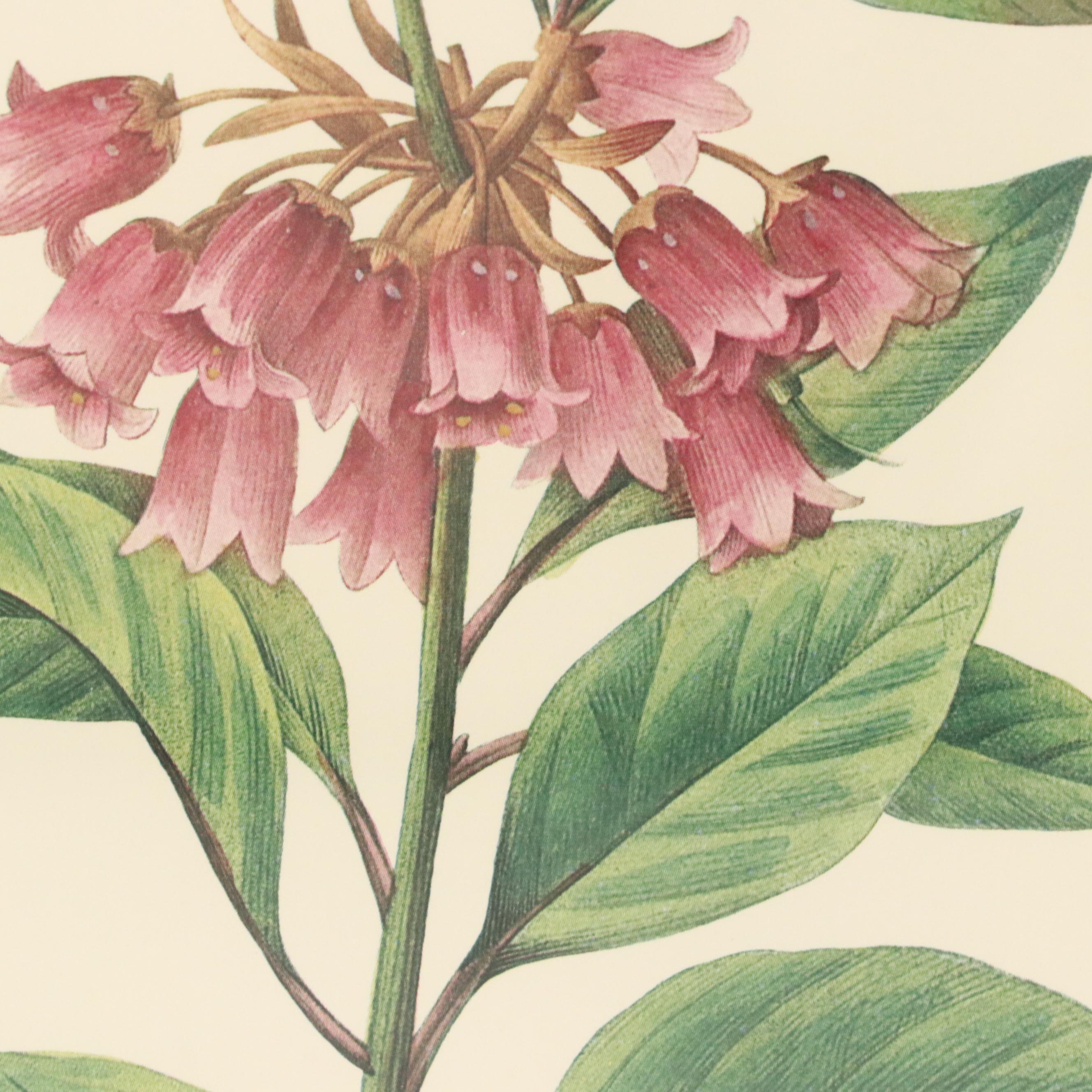 After Pierre Joseph Redouté Set of Four Floral Offset Lithographs