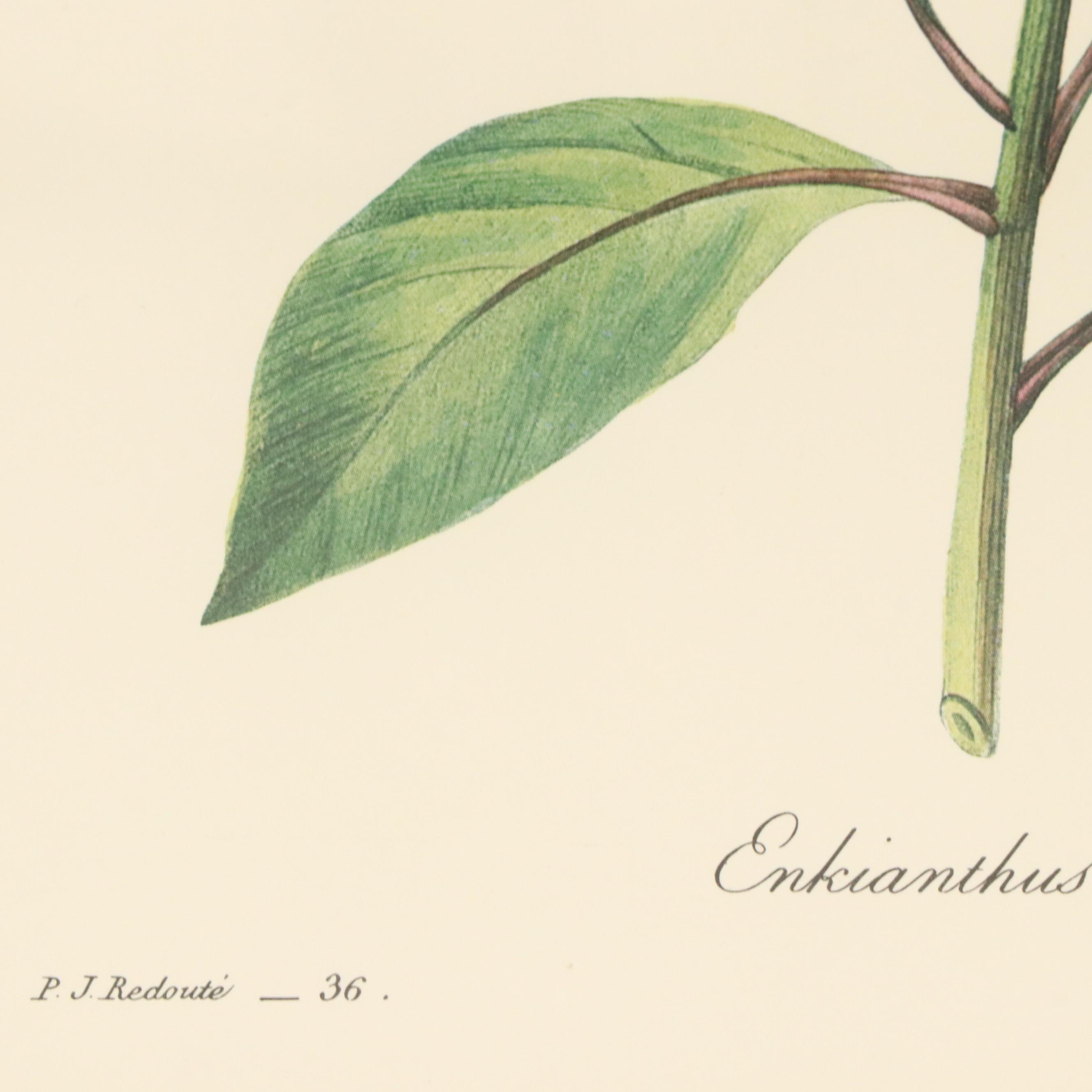 After Pierre Joseph Redouté Set of Four Floral Offset Lithographs