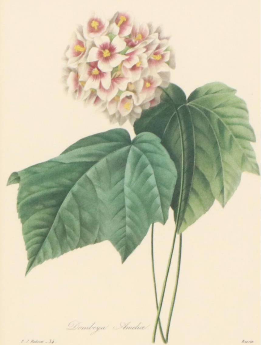 After Pierre Joseph Redouté Set of Four Floral Offset Lithographs