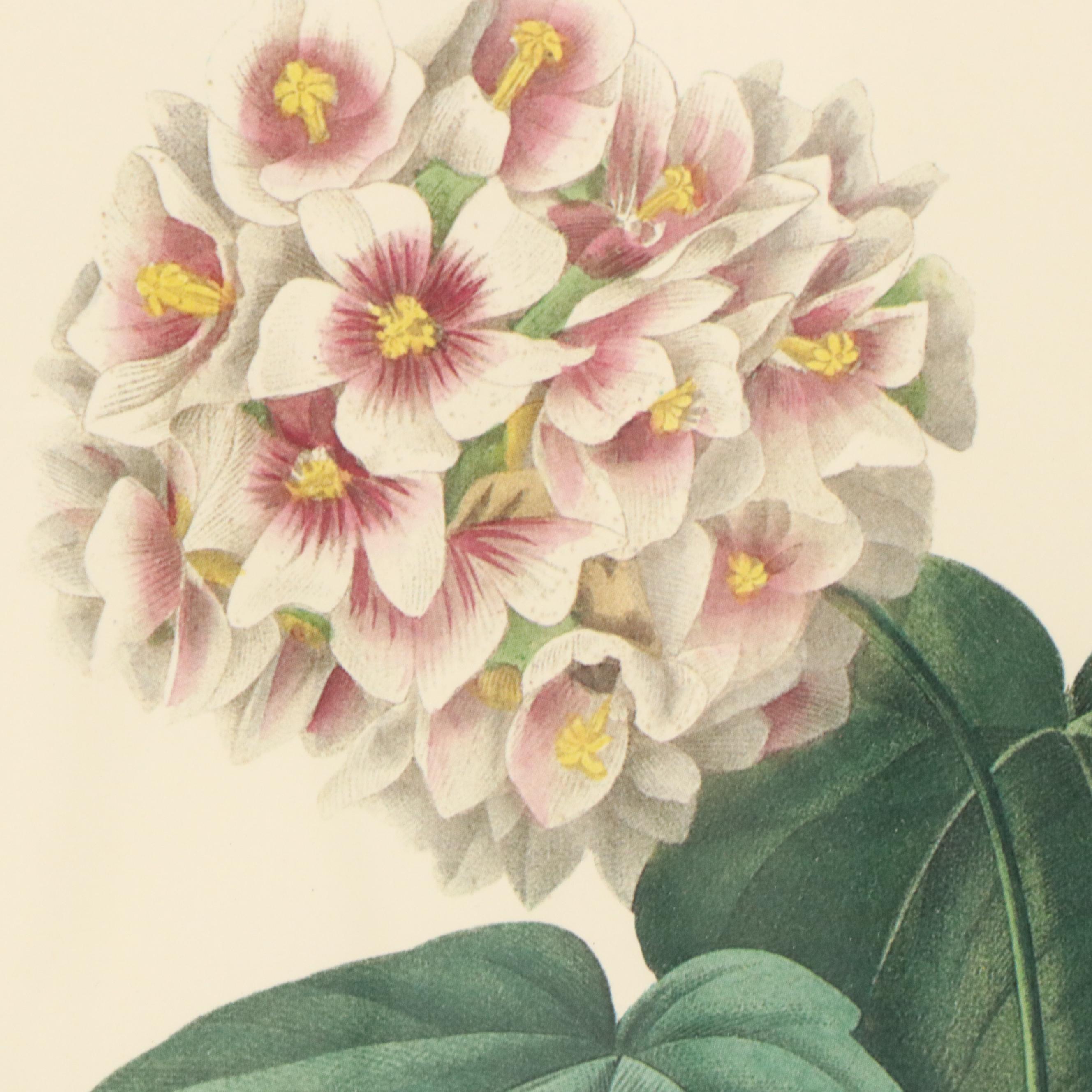 After Pierre Joseph Redouté Set of Four Floral Offset Lithographs