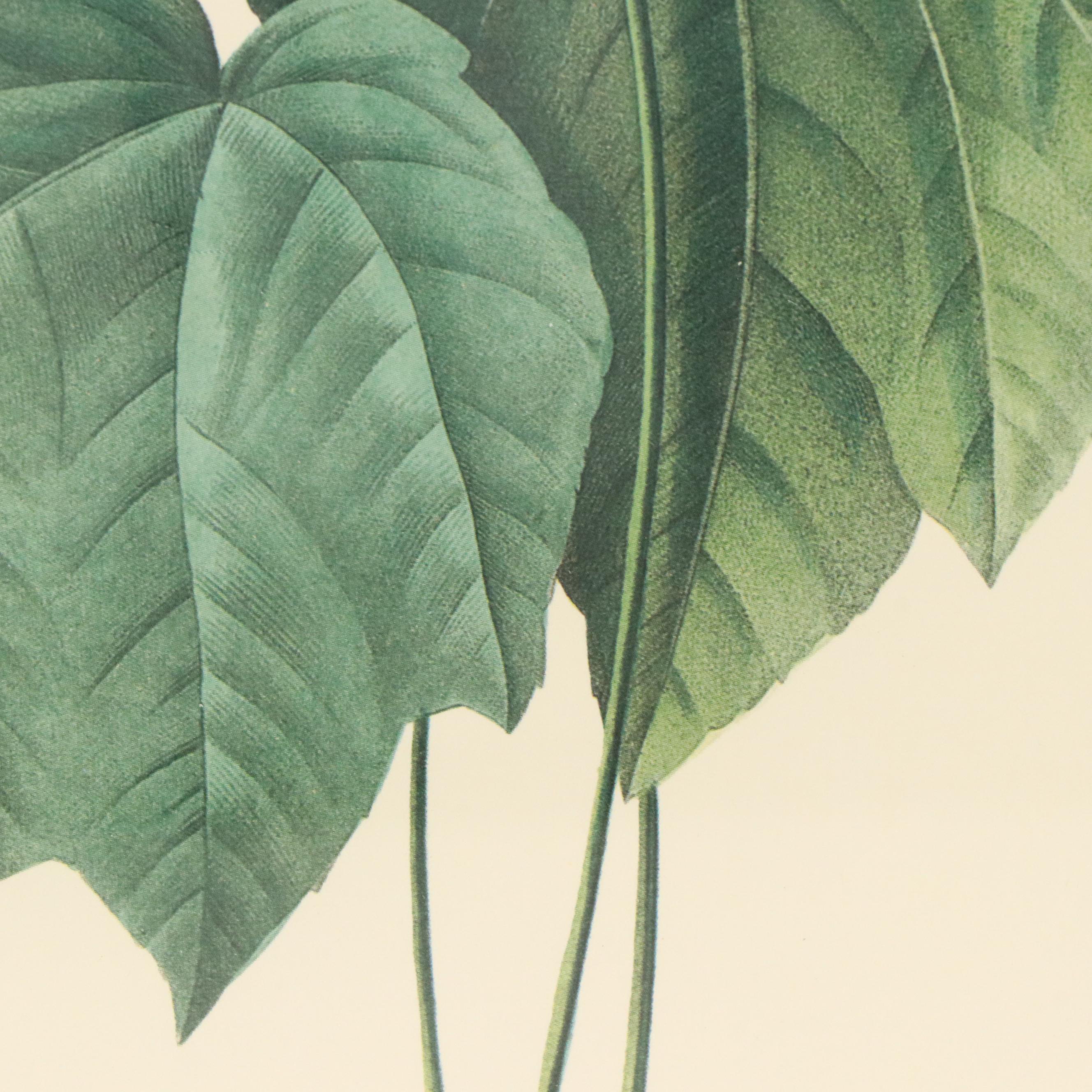 After Pierre Joseph Redouté Set of Four Floral Offset Lithographs