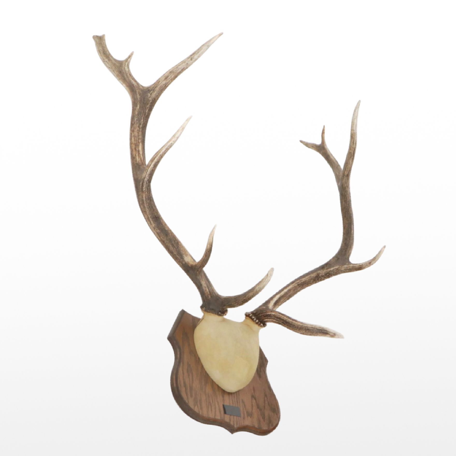 Taxidermy Elk Antlers Mounted on Plaque, Durango, Colorado, 1992