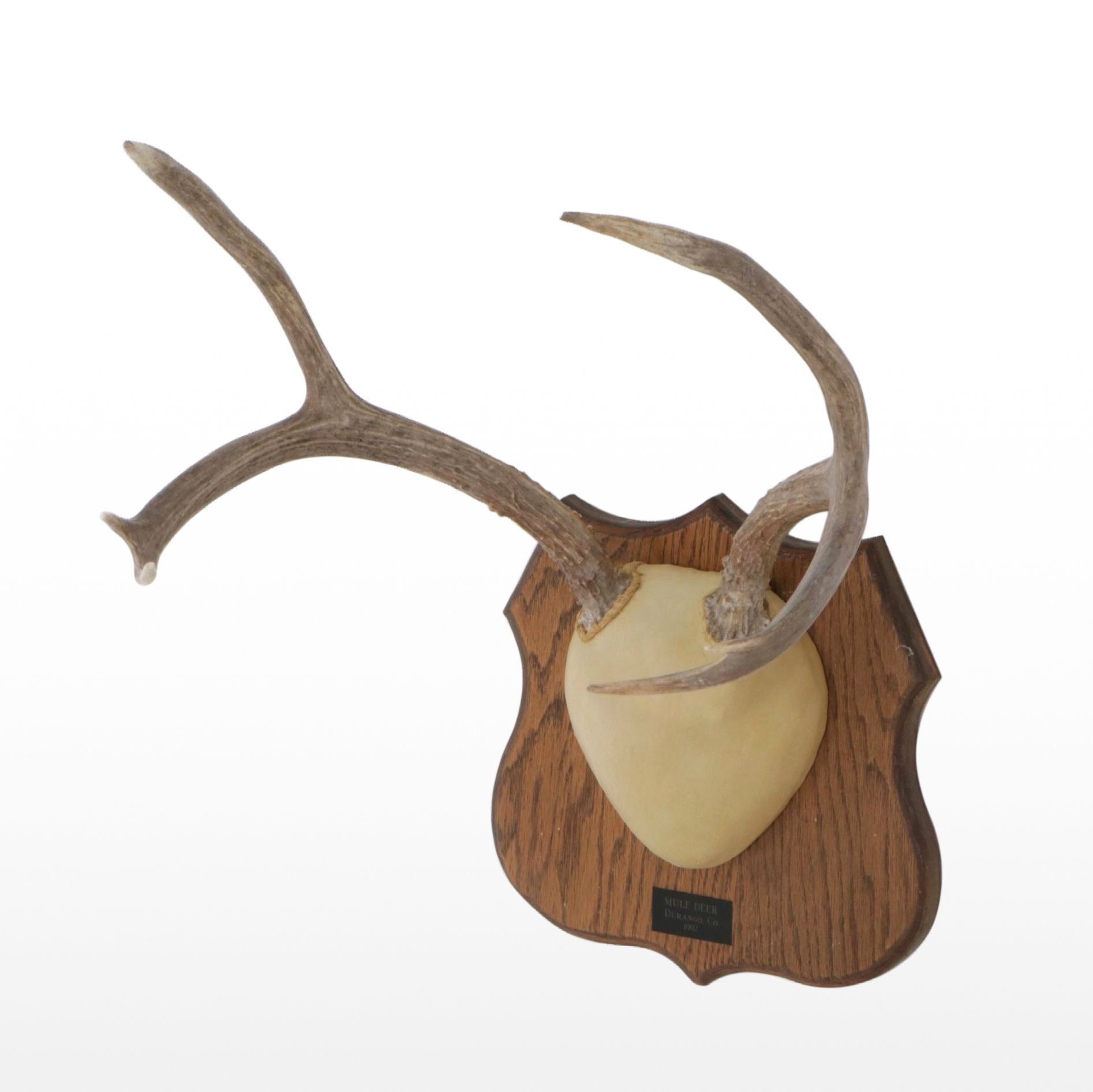 Taxidermy Mule Deer Antlers Mounted on Plaque, Durango, Colorado, 1992