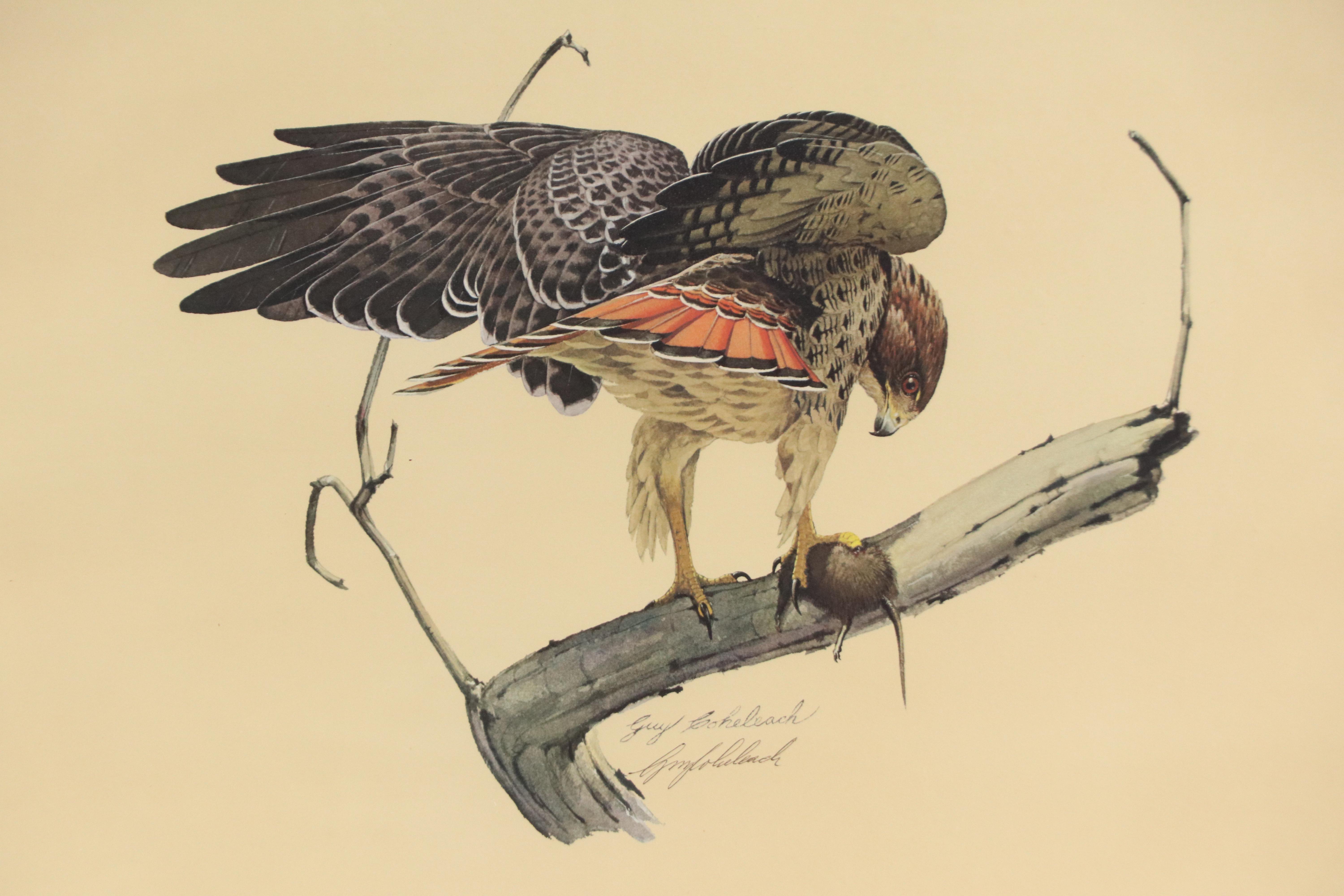Guy Coheleach Offset Lithograph "The Redtail Hawk," Mid-Late 20th Century