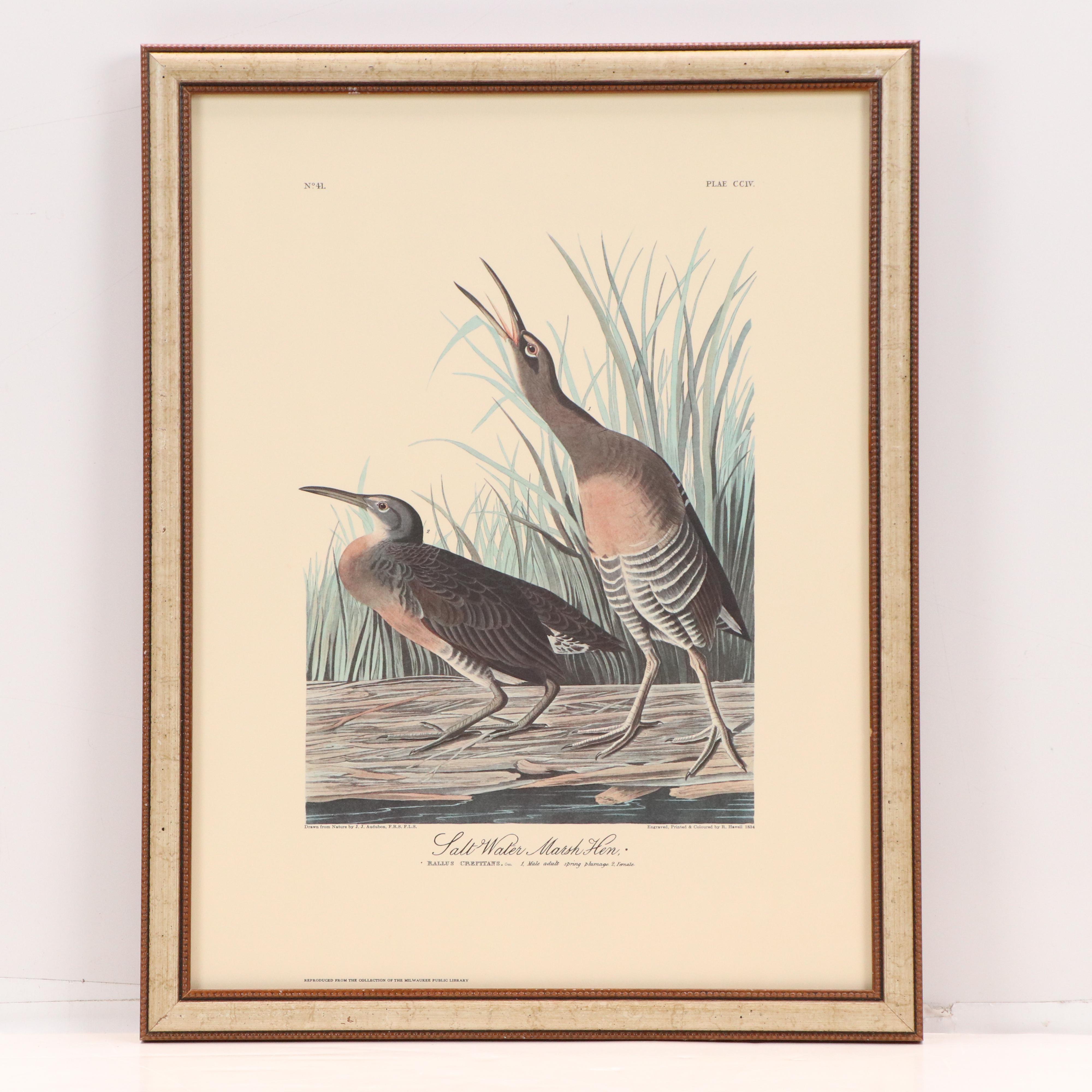 "Purple Heron" and More Offset Lithographs After John James Audubon