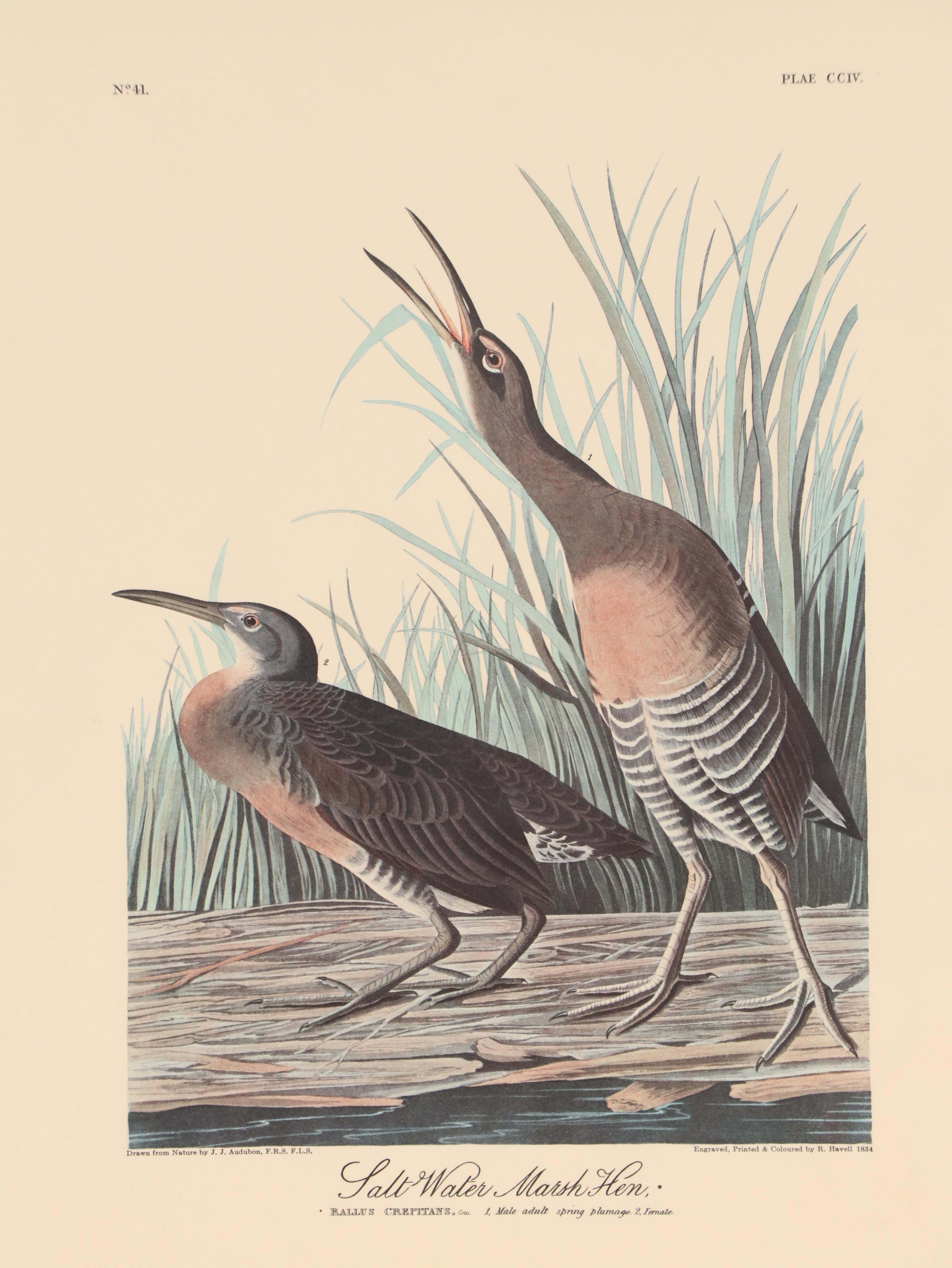 "Purple Heron" and More Offset Lithographs After John James Audubon