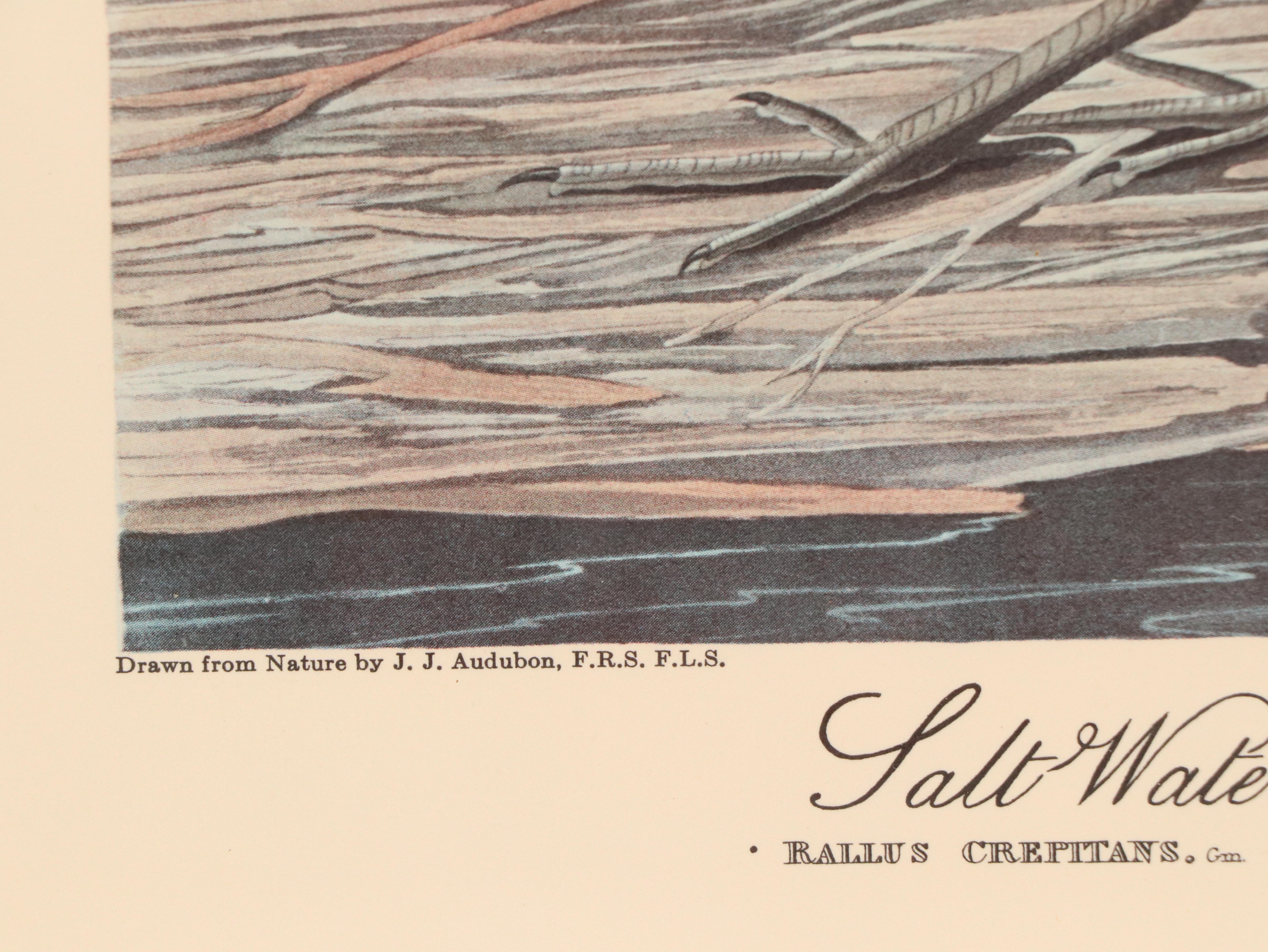 "Purple Heron" and More Offset Lithographs After John James Audubon