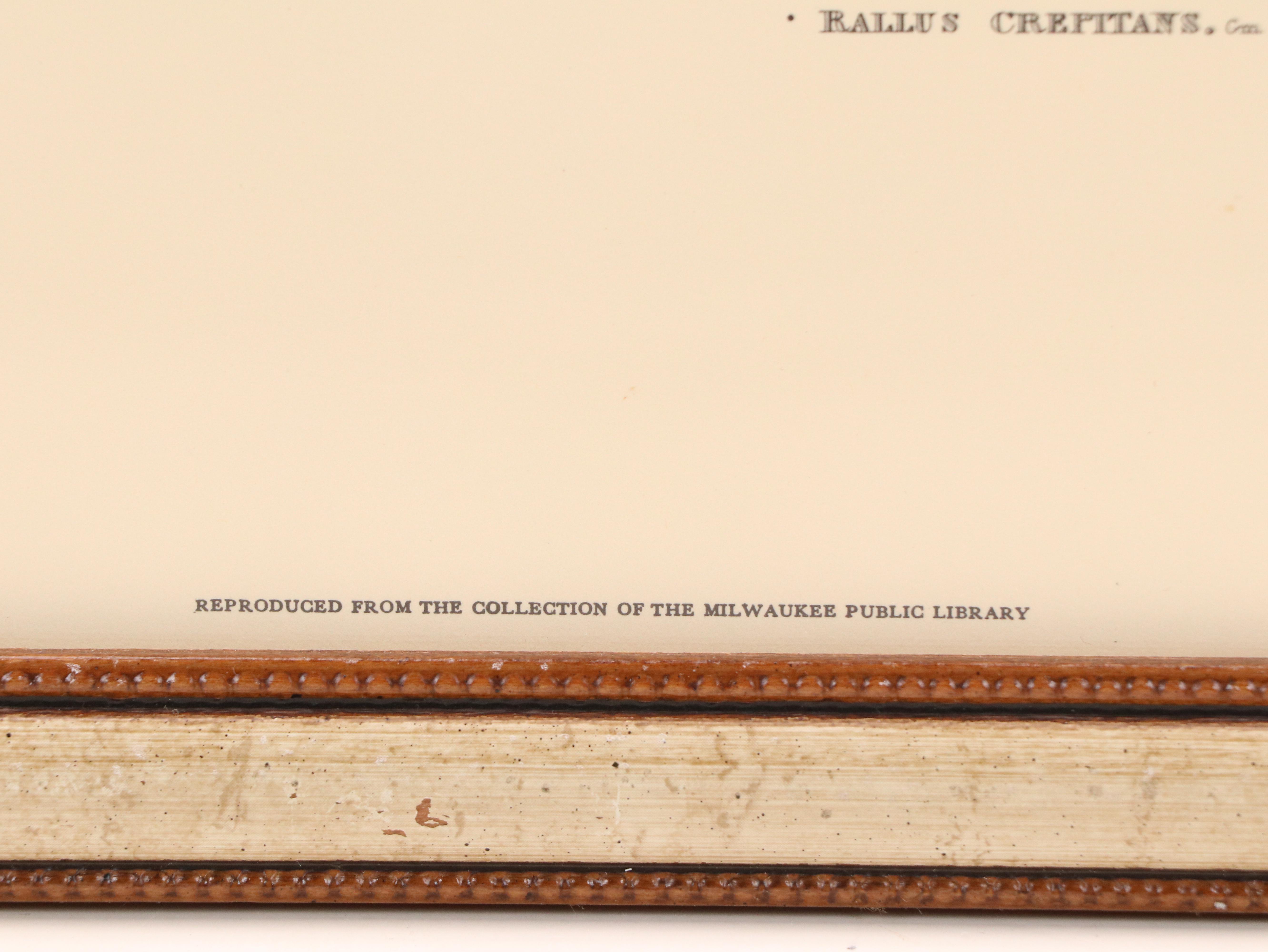 "Purple Heron" and More Offset Lithographs After John James Audubon