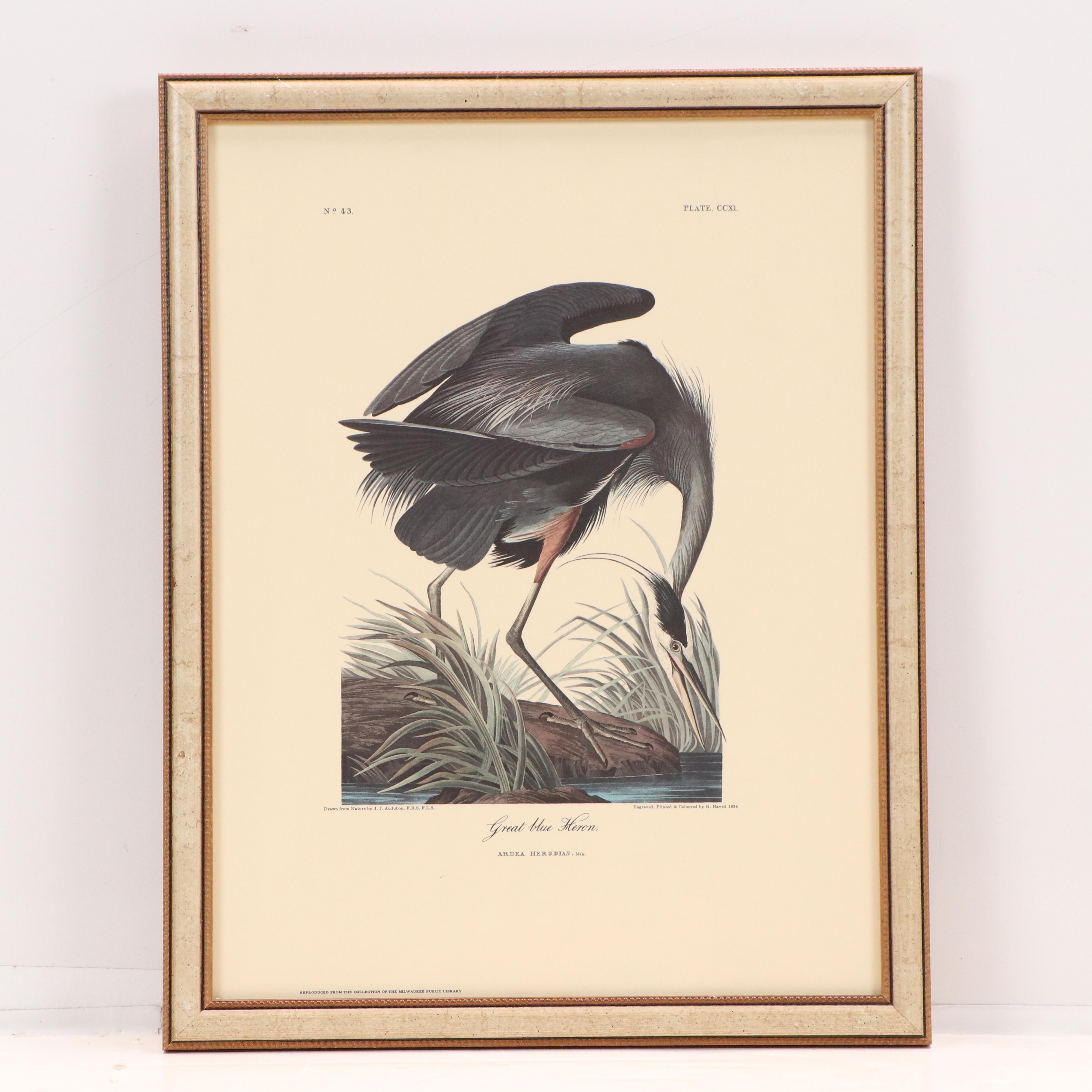 "Purple Heron" and More Offset Lithographs After John James Audubon