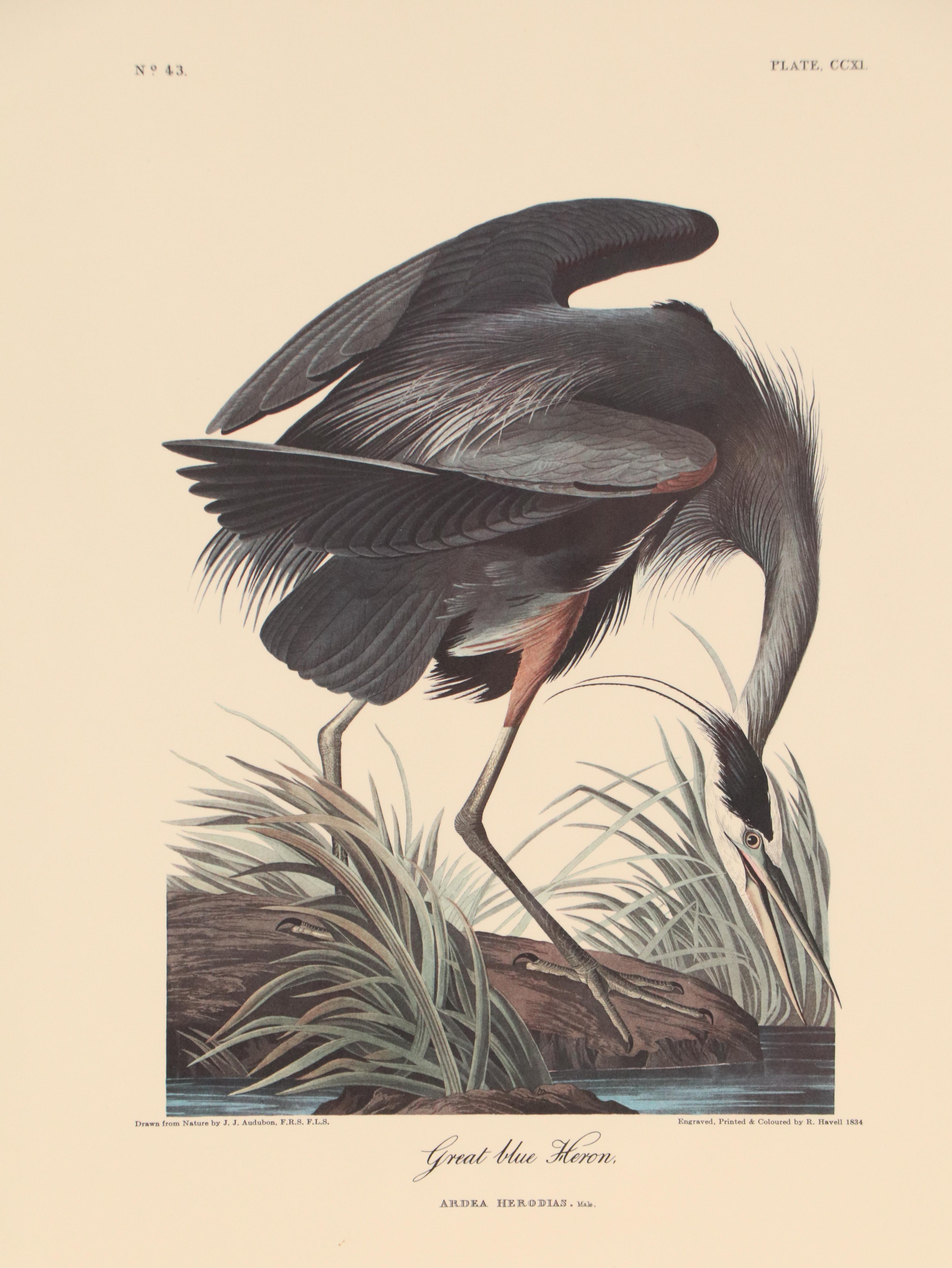 "Purple Heron" and More Offset Lithographs After John James Audubon