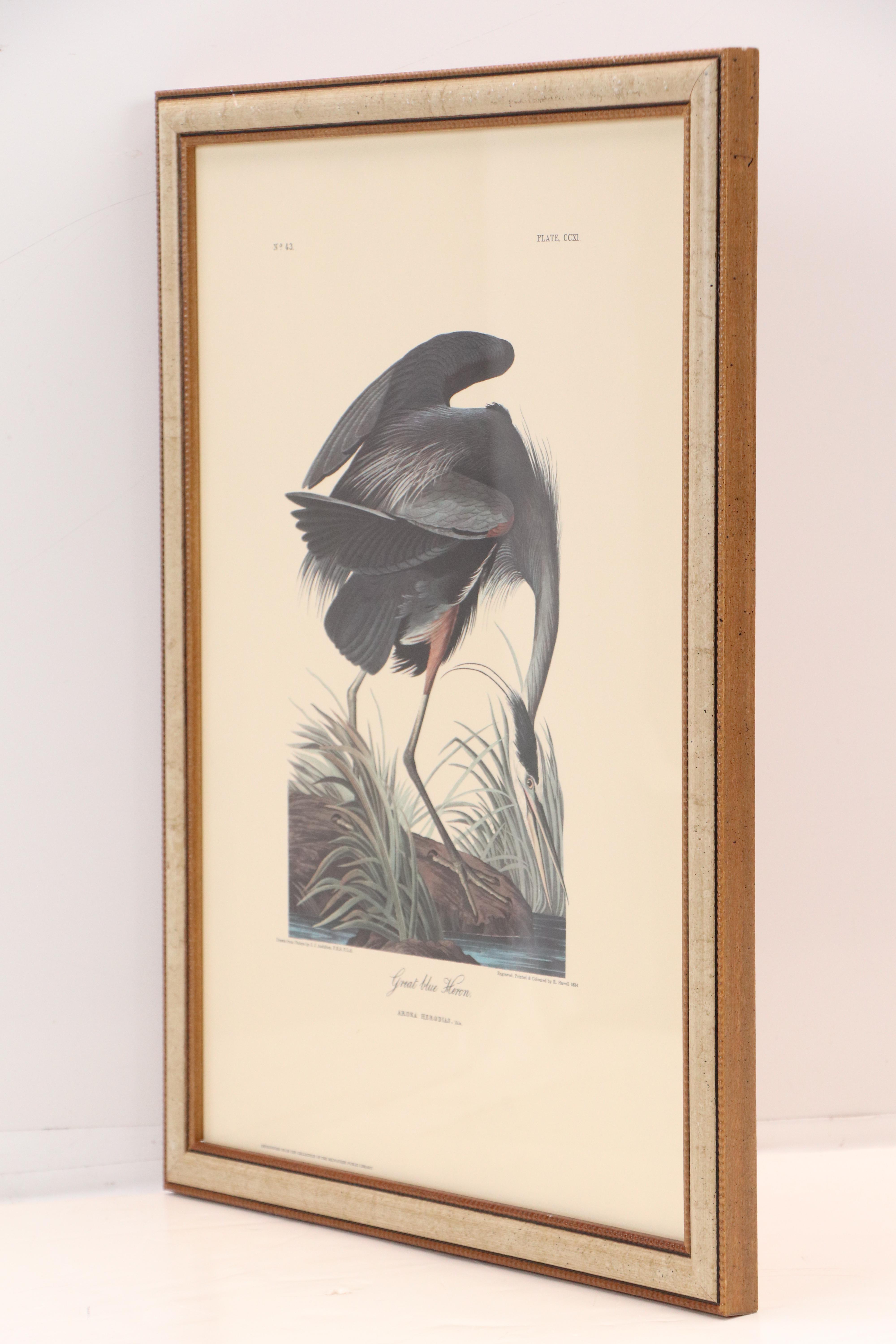 "Purple Heron" and More Offset Lithographs After John James Audubon