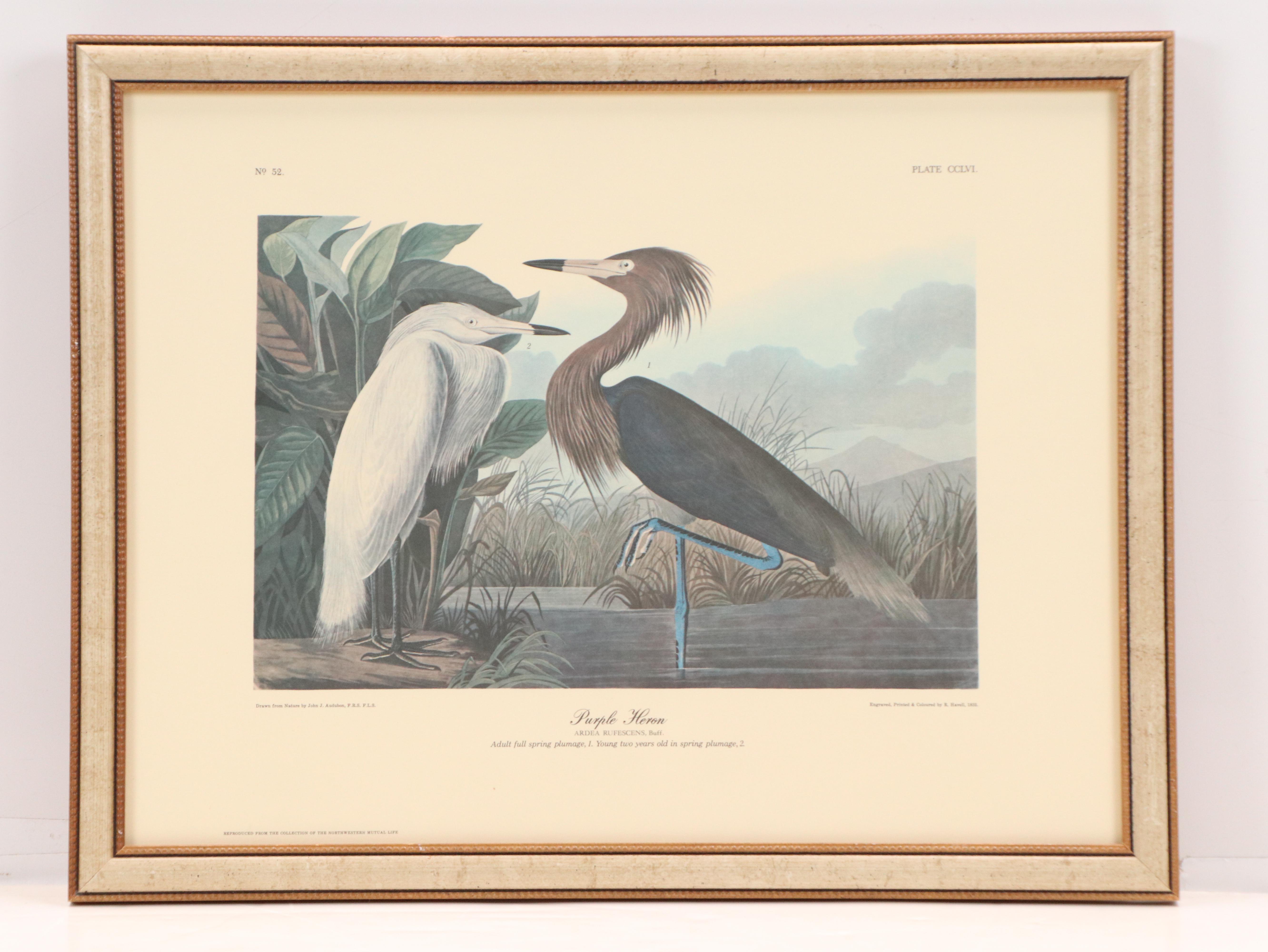 "Purple Heron" and More Offset Lithographs After John James Audubon
