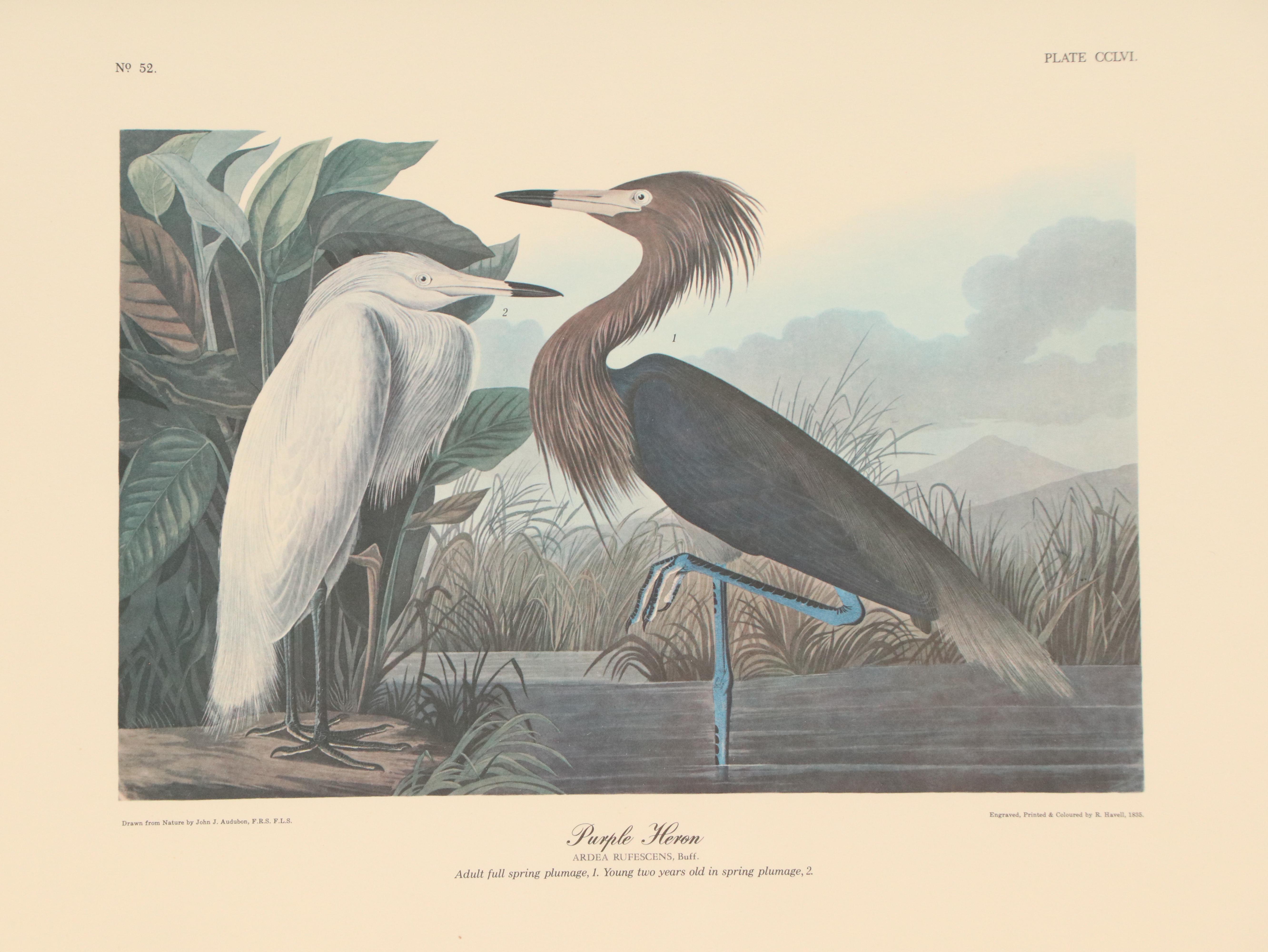"Purple Heron" and More Offset Lithographs After John James Audubon