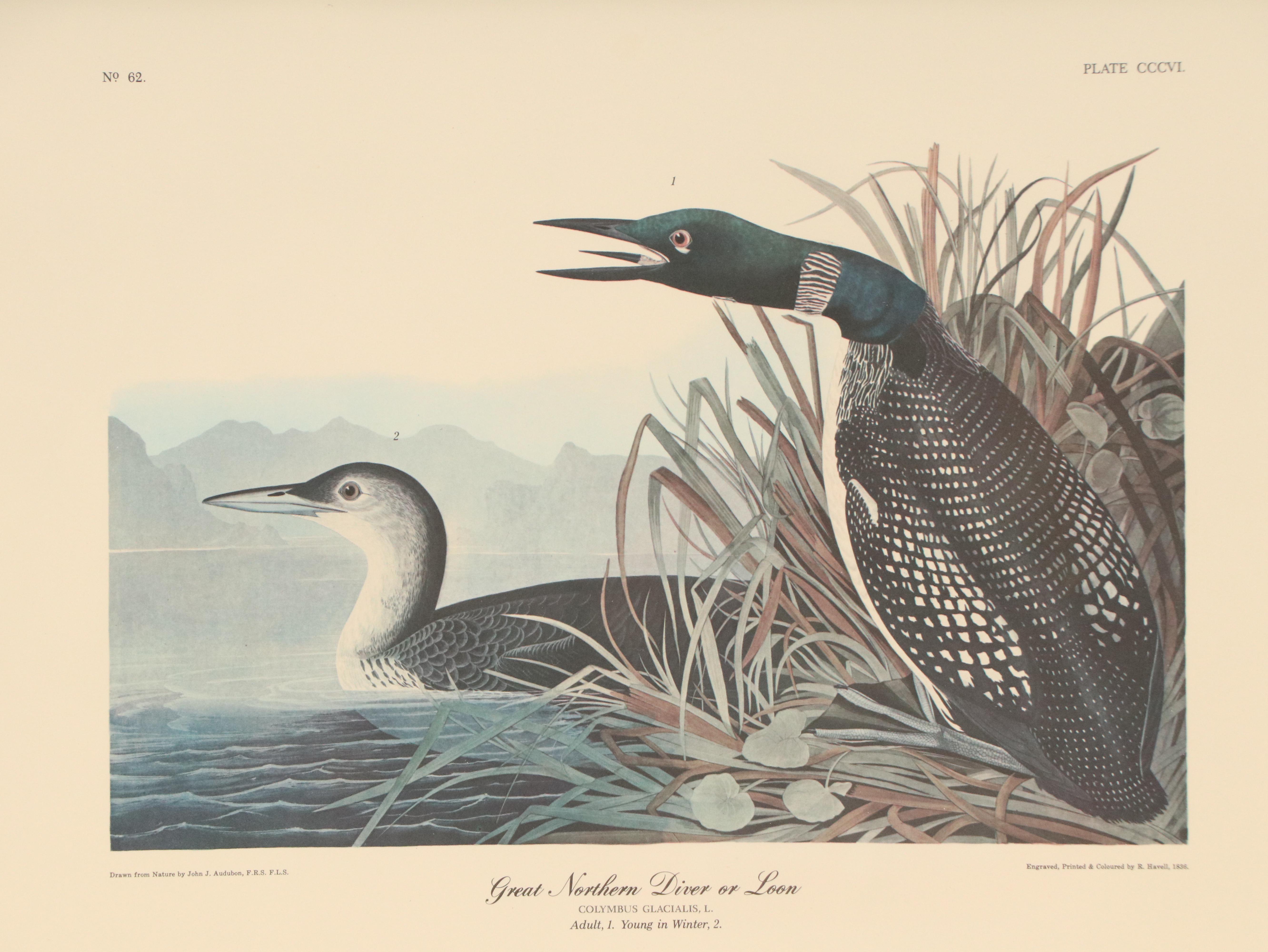 "Purple Heron" and More Offset Lithographs After John James Audubon