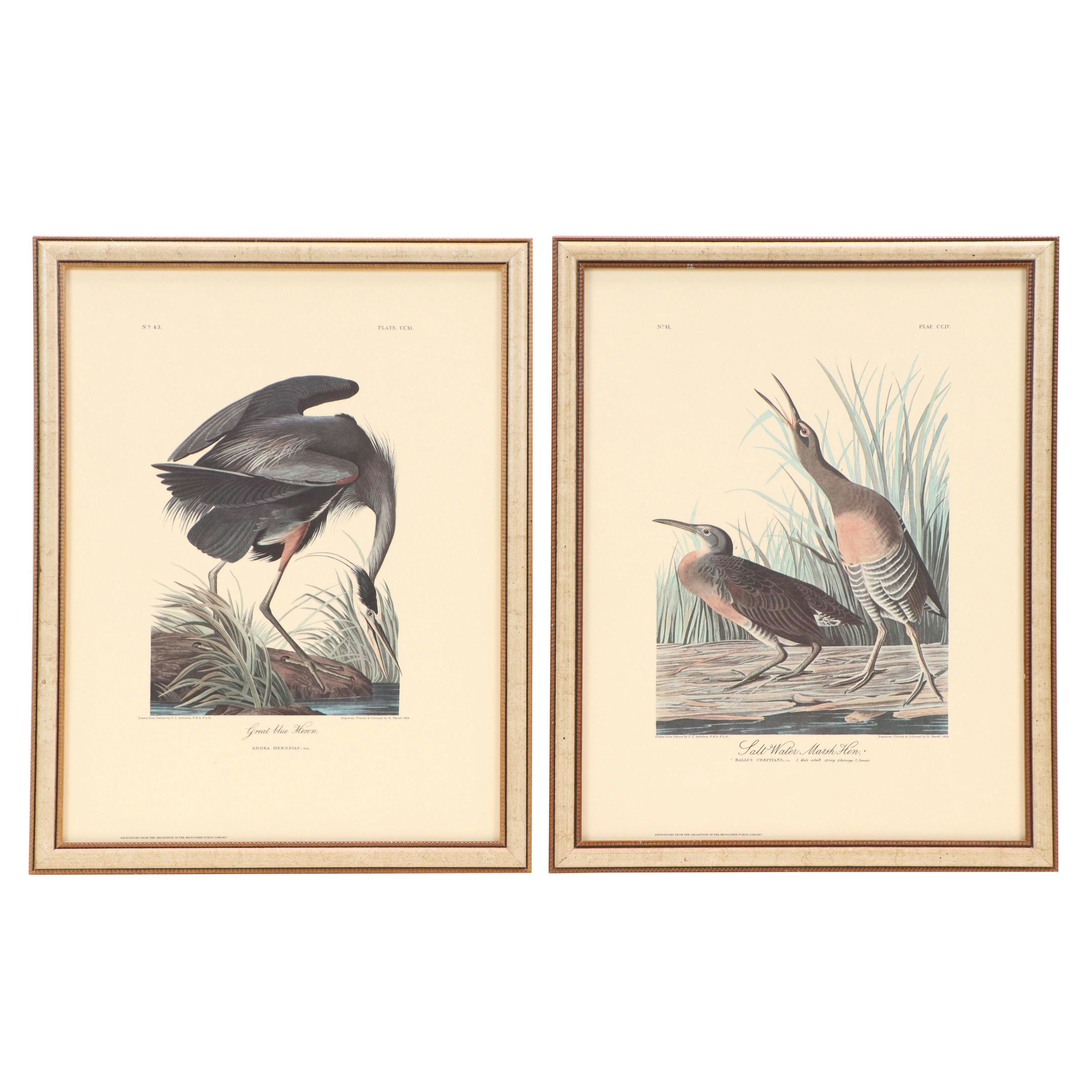 "Purple Heron" and More Offset Lithographs After John James Audubon
