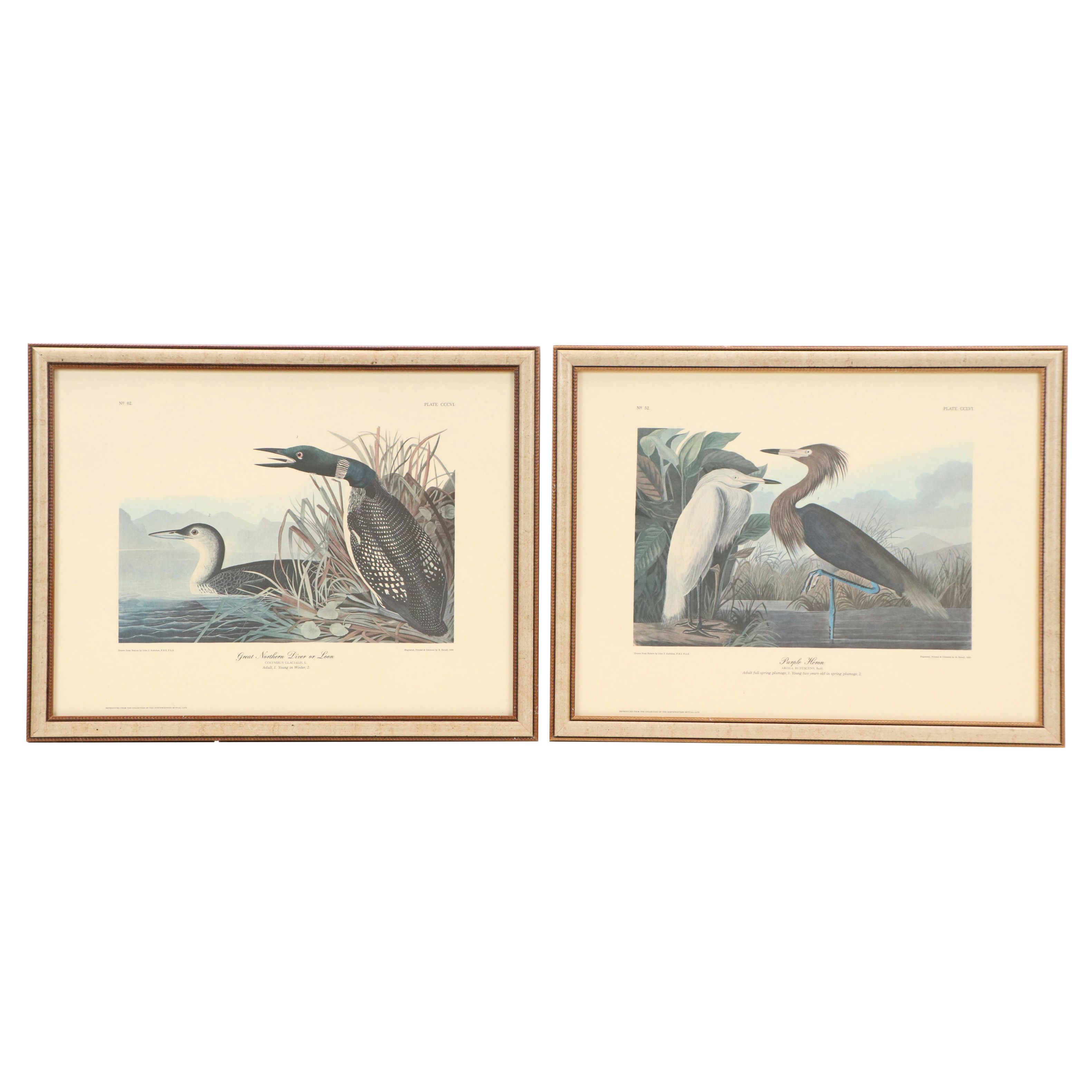 "Purple Heron" and More Offset Lithographs After John James Audubon