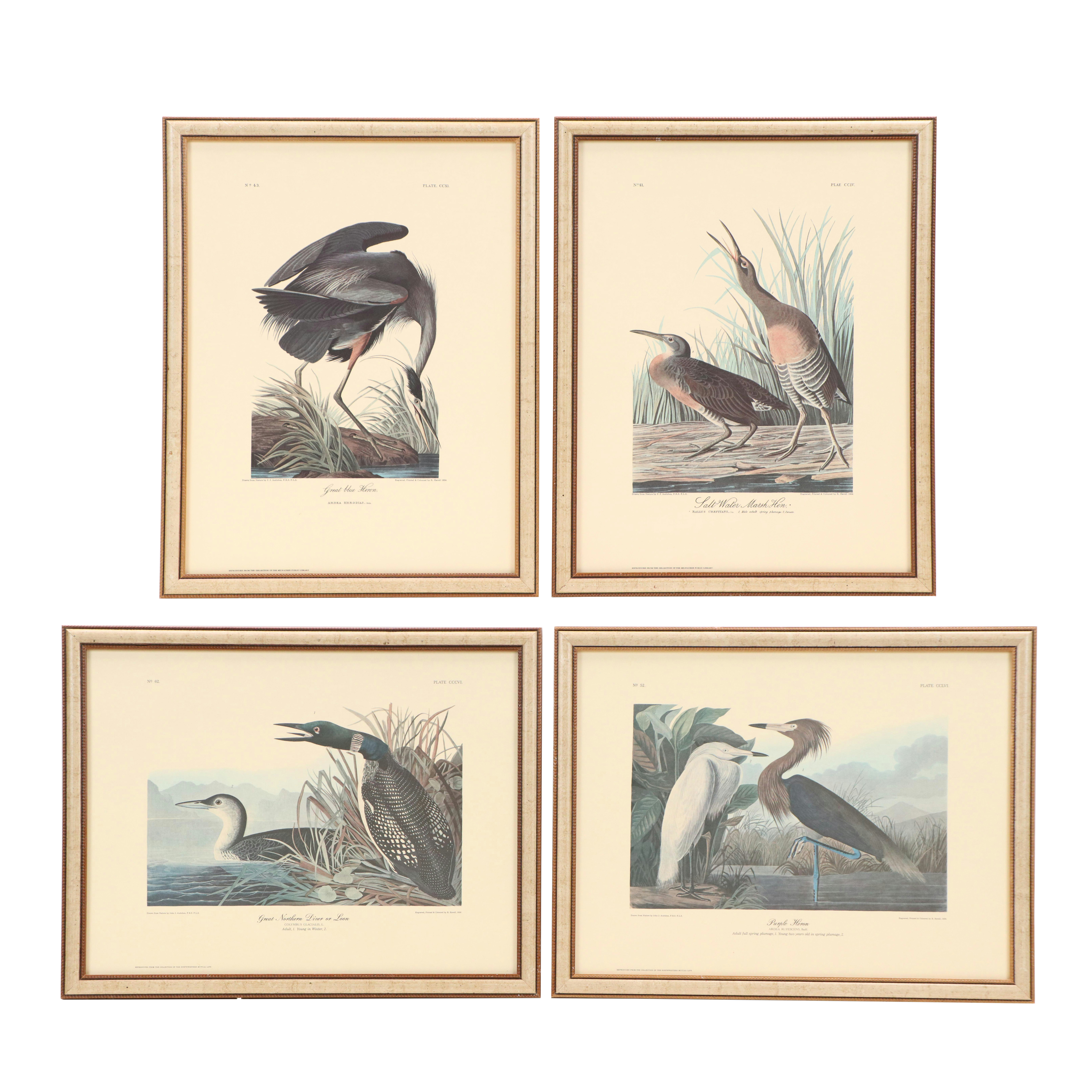 "Purple Heron" and More Offset Lithographs After John James Audubon