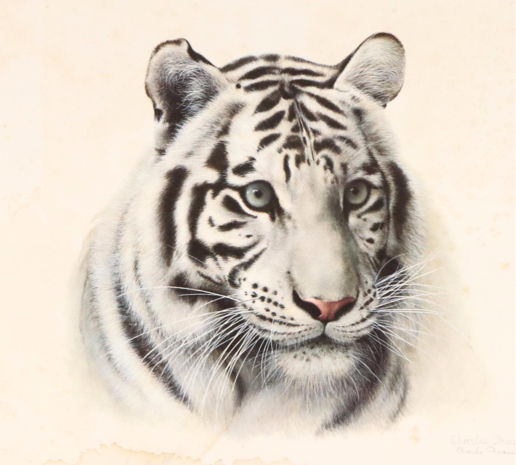 Charles Fracé Offset Lithograph "White Tiger," Circa 1980