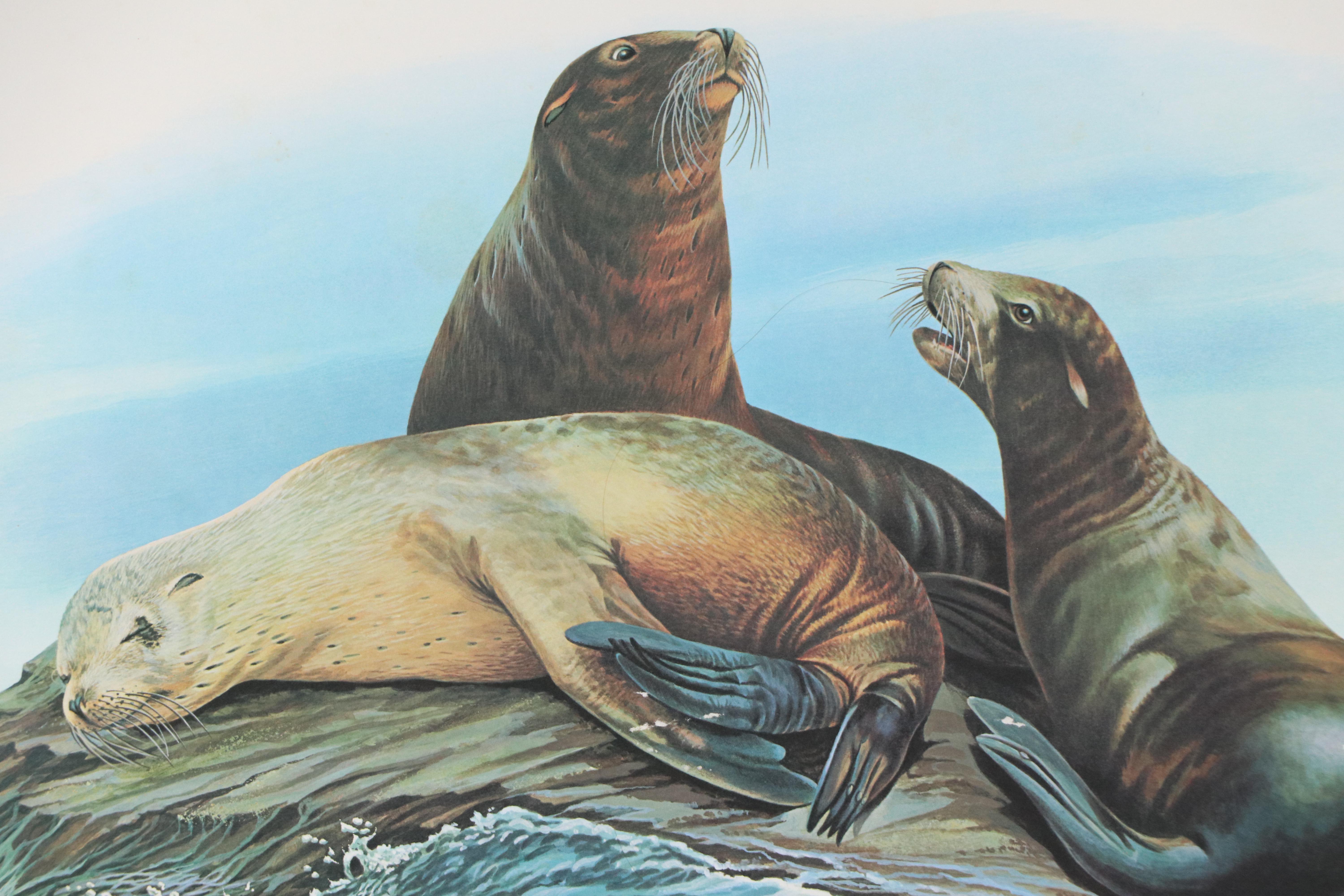 Richard Timm Offset Lithograph "California Sea Lion," Late 20th Century