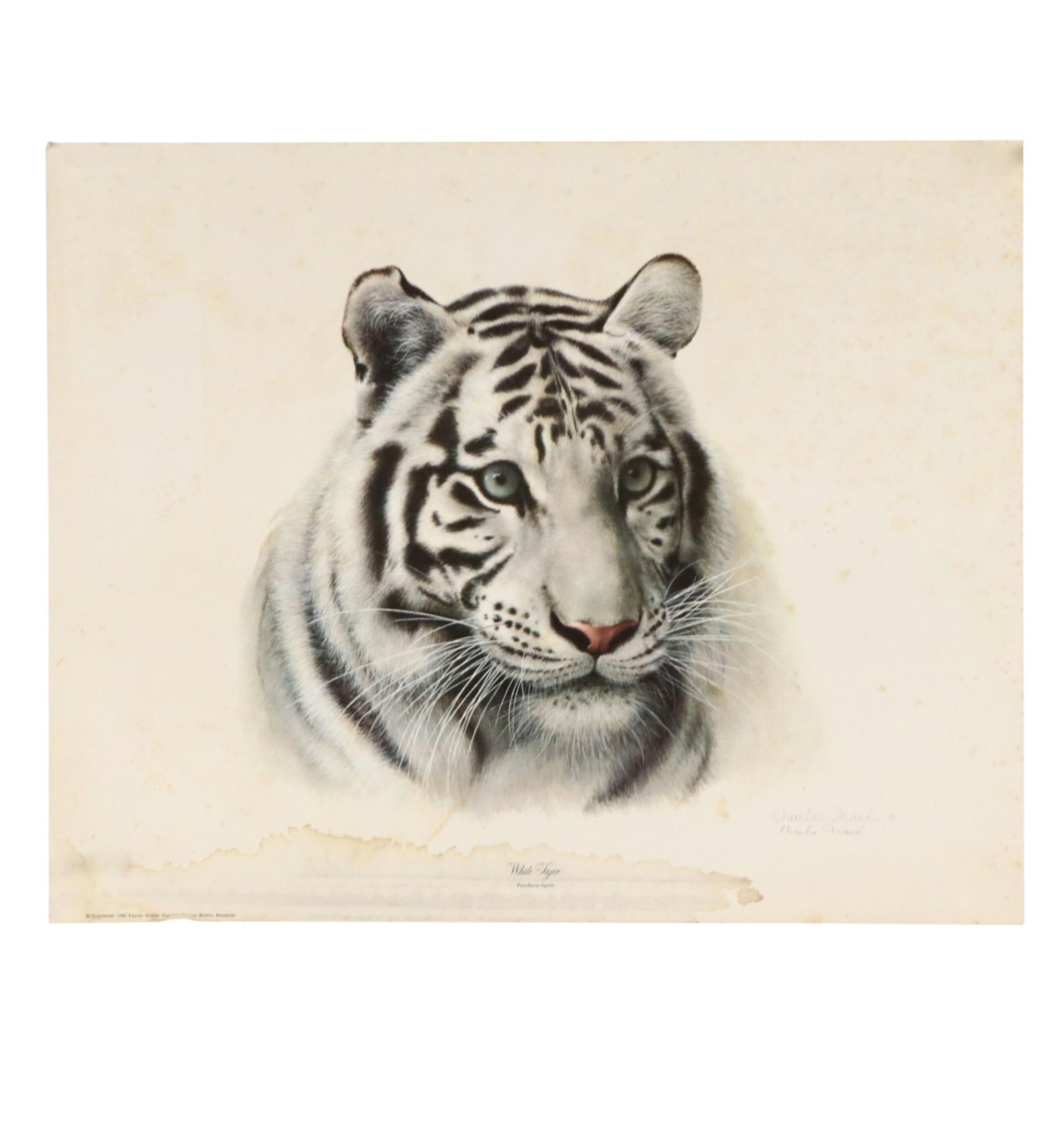 Charles Fracé Offset Lithograph "White Tiger," Circa 1980