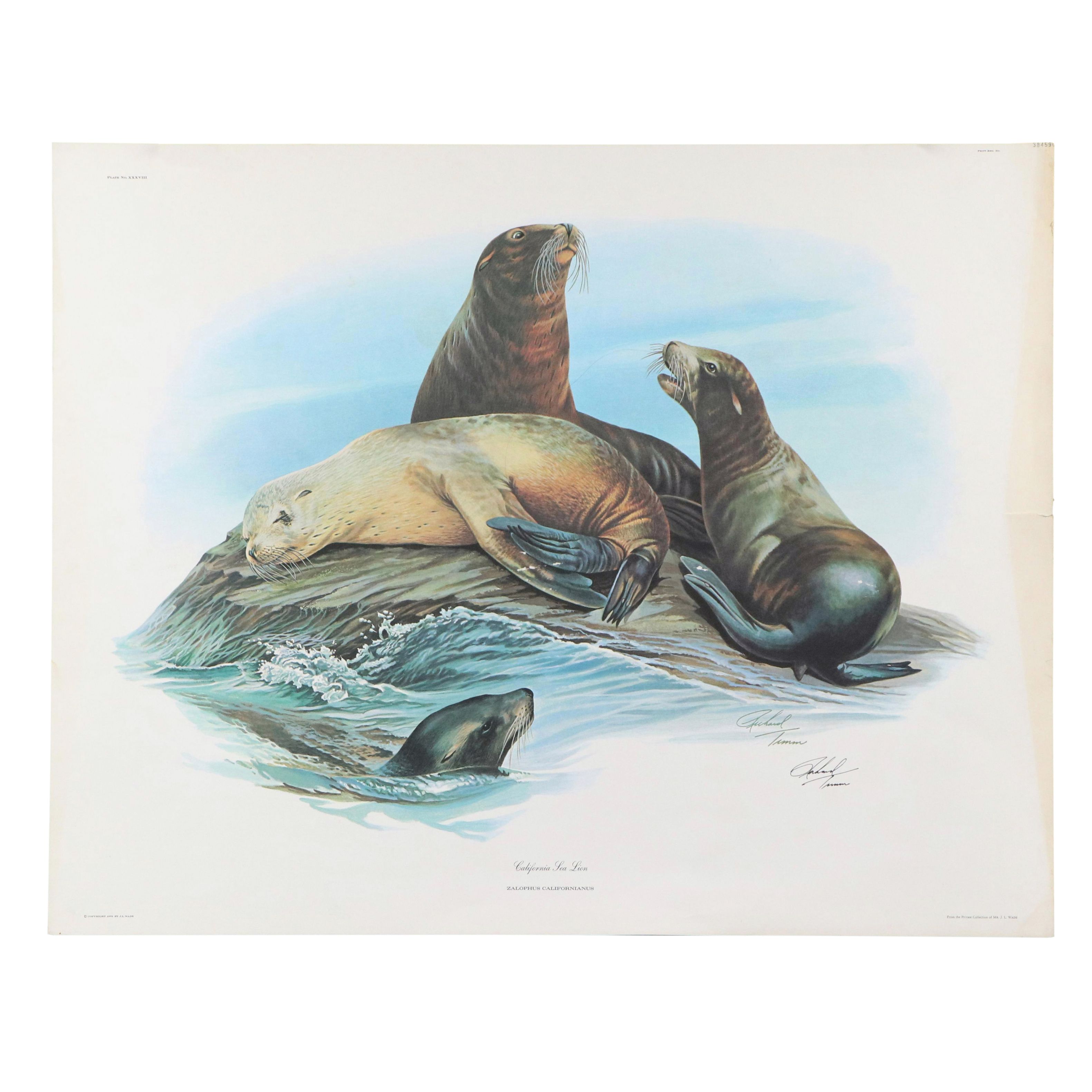 Richard Timm Offset Lithograph "California Sea Lion," Late 20th Century