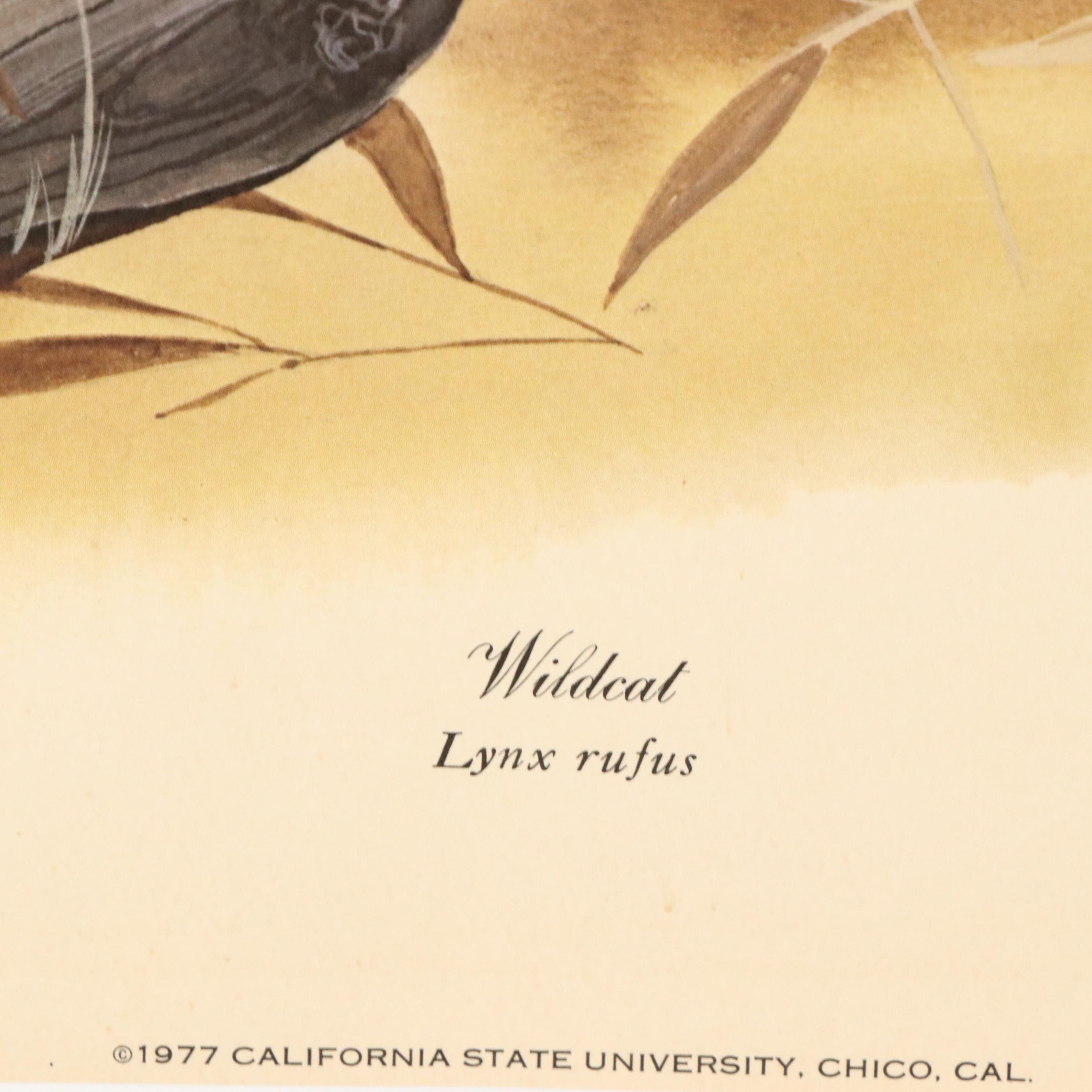 Gene Gray Offset Lithograph "Wildcat," Circa 1977