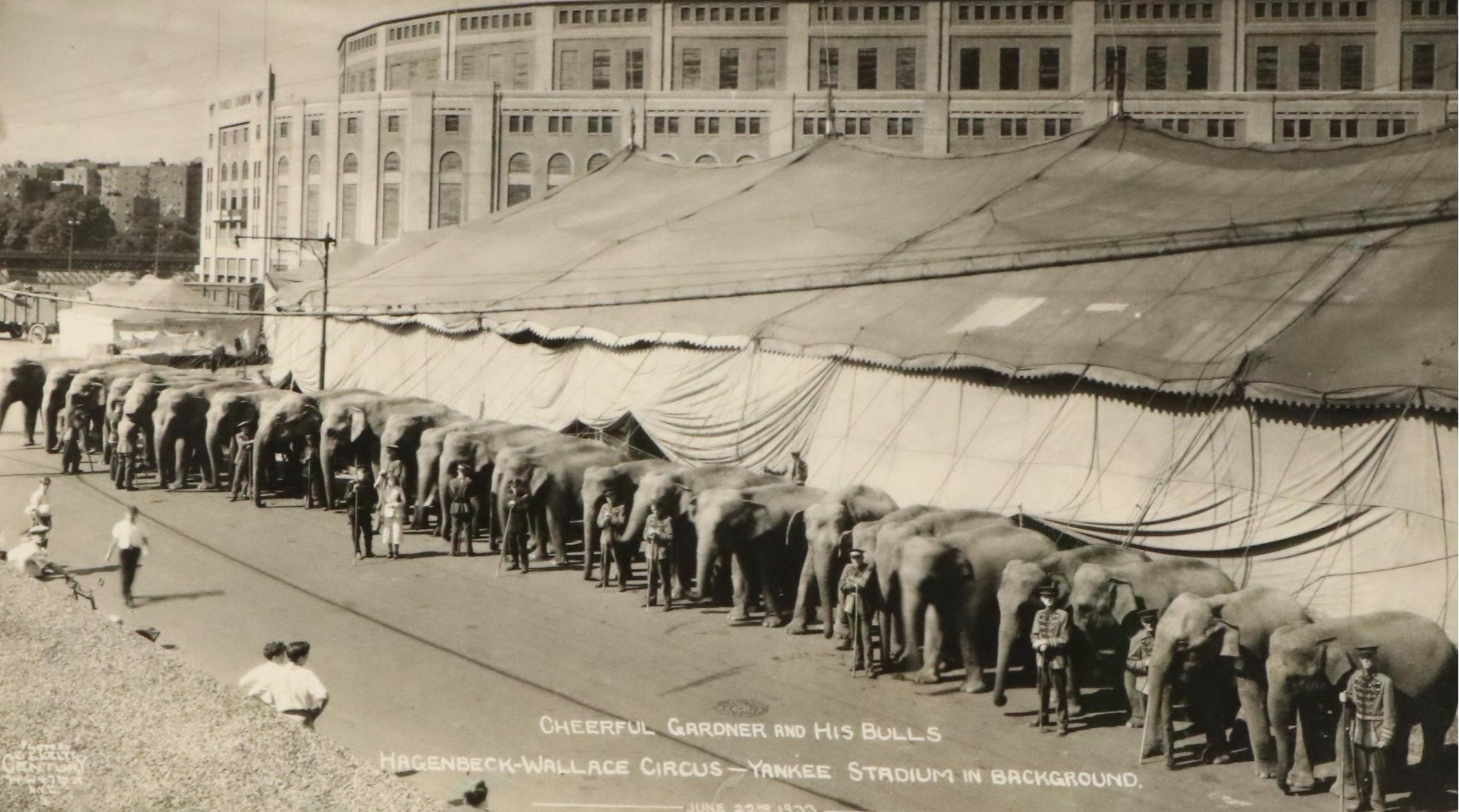 Circus Portrait Silver Gelatin Photograph "Cheerful Gardner and His Bulls," 1933