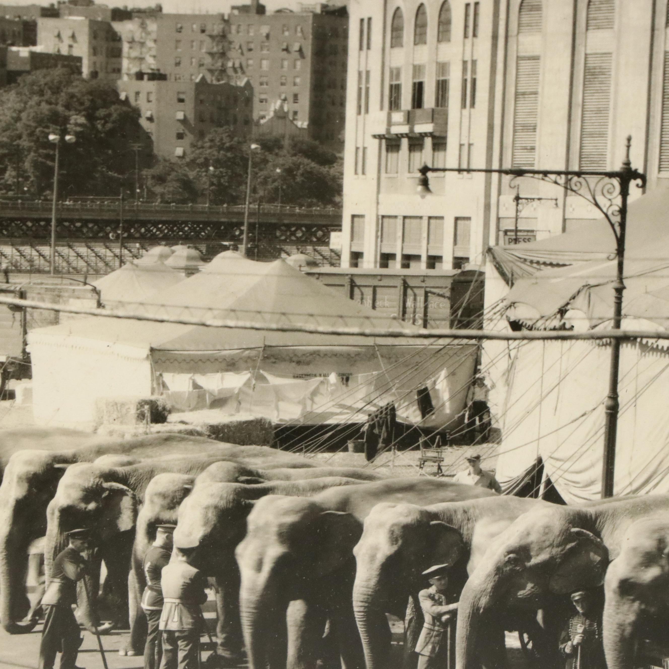 Circus Portrait Silver Gelatin Photograph "Cheerful Gardner and His Bulls," 1933