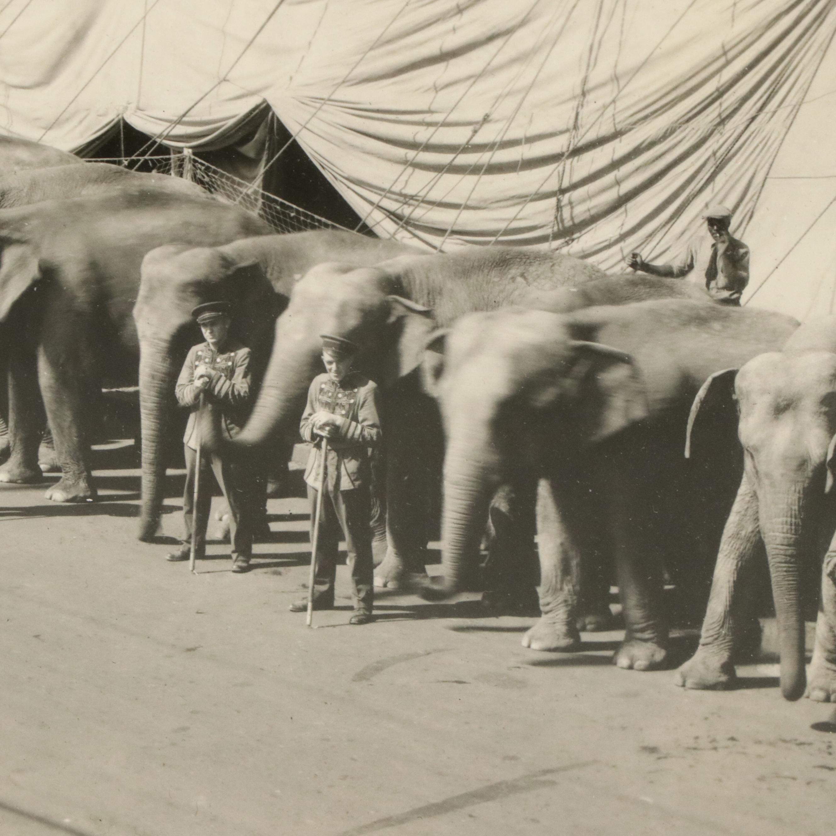 Circus Portrait Silver Gelatin Photograph "Cheerful Gardner and His Bulls," 1933