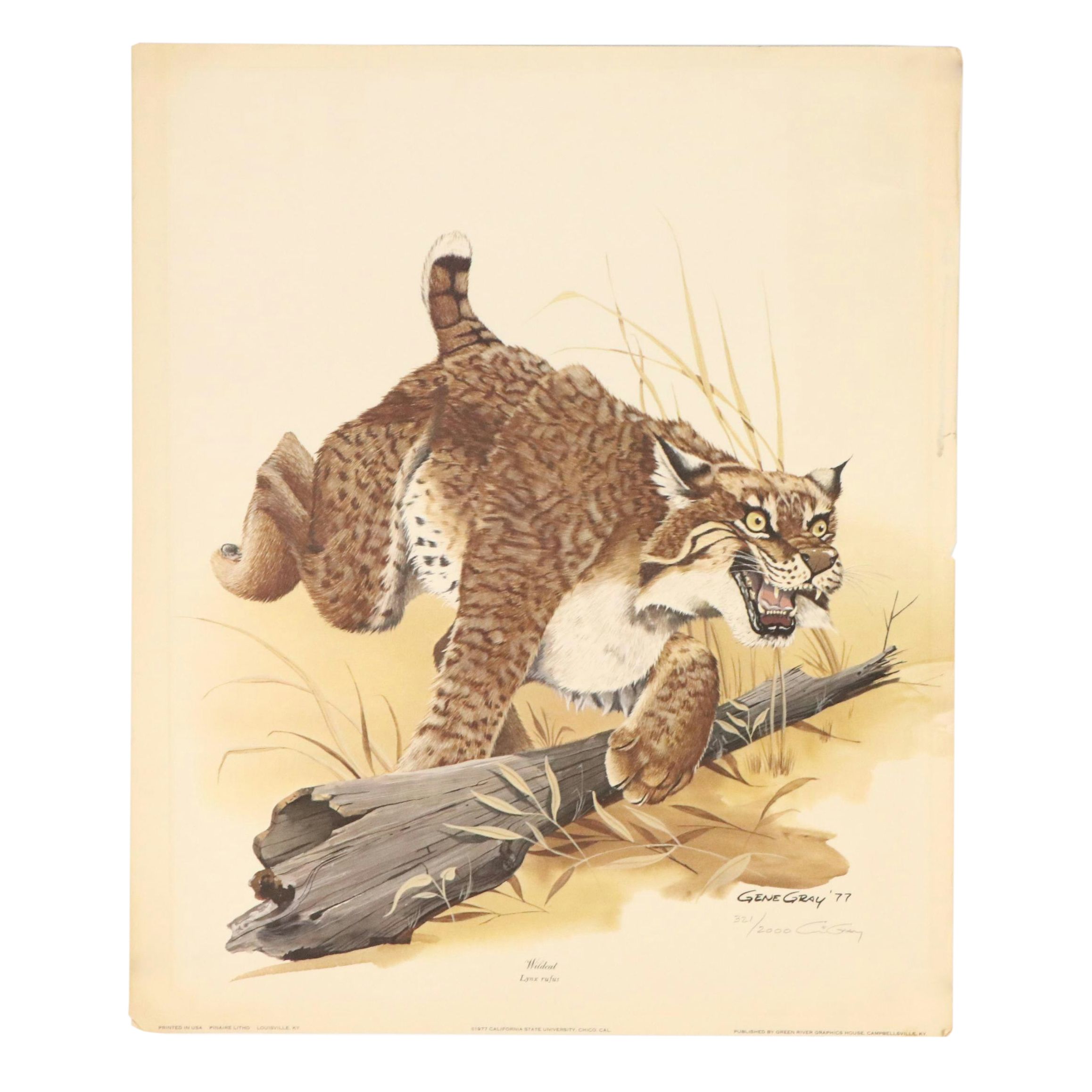 Gene Gray Offset Lithograph "Wildcat," Circa 1977