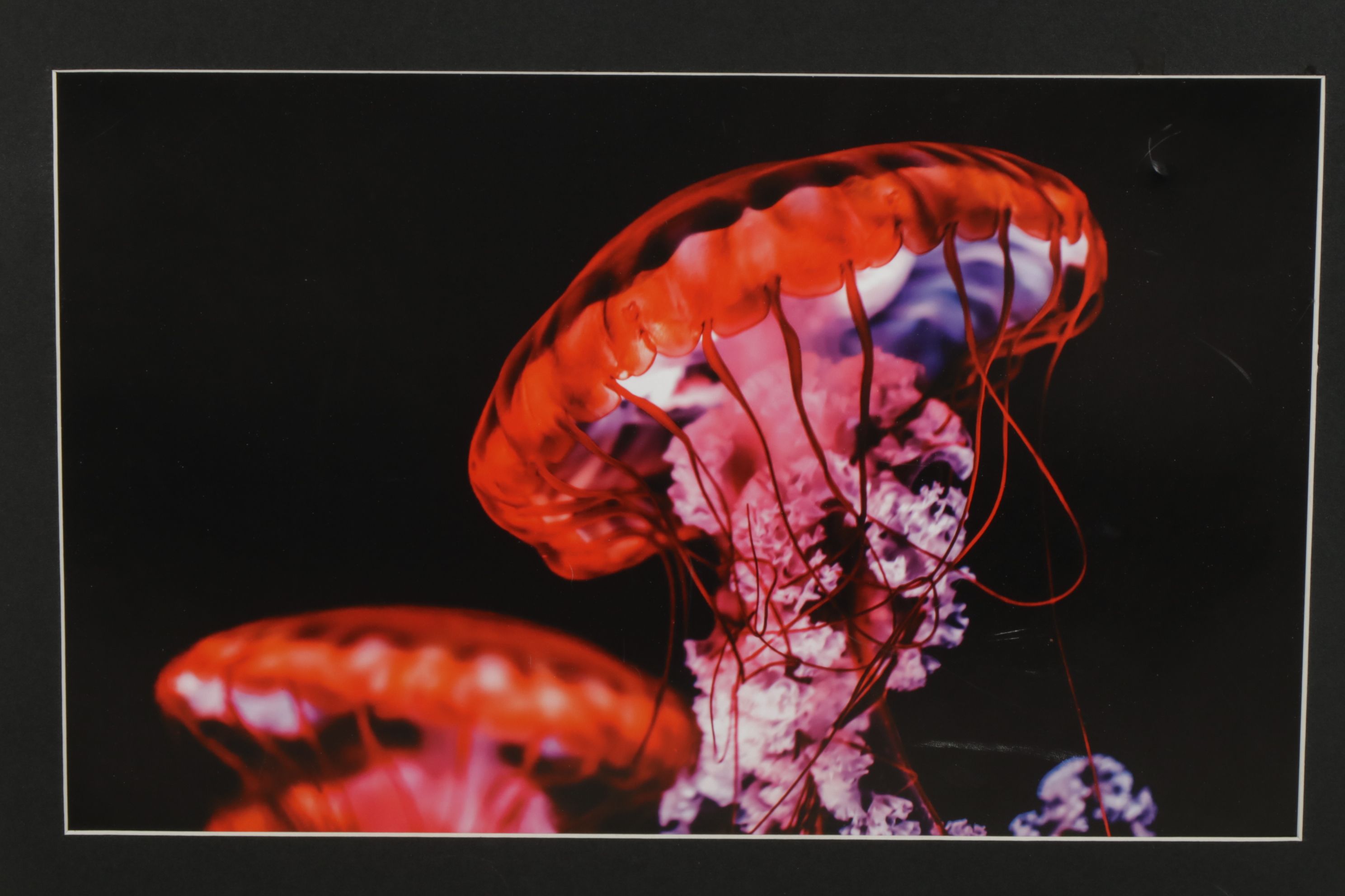 Anthony Root Collection of High Contrast Wildlife Photographs of Various Animals