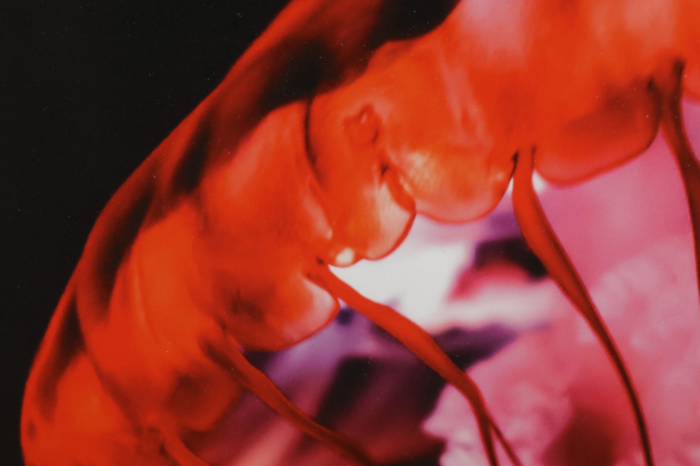 Anthony Root Collection of High Contrast Wildlife Photographs of Various Animals