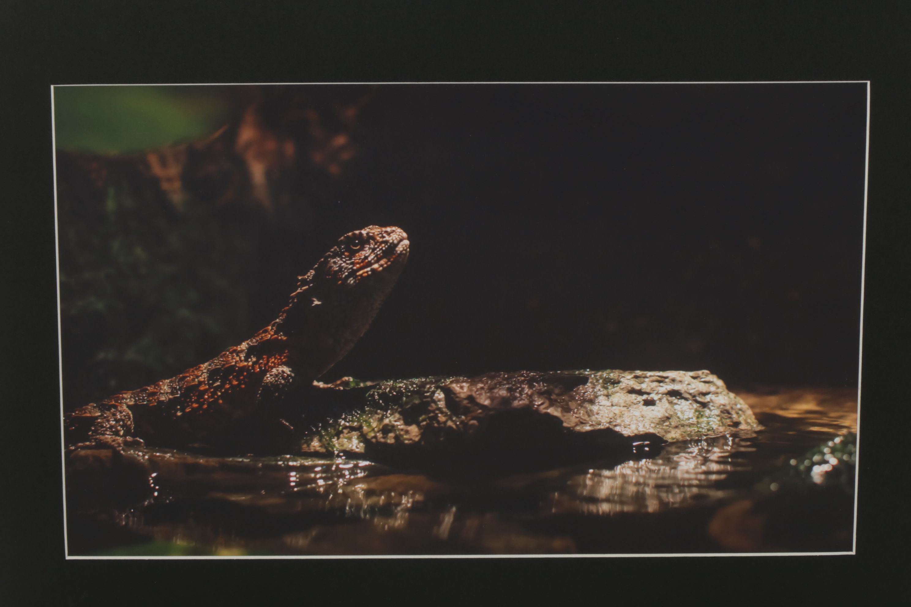 Anthony Root Collection of High Contrast Wildlife Photographs of Various Animals