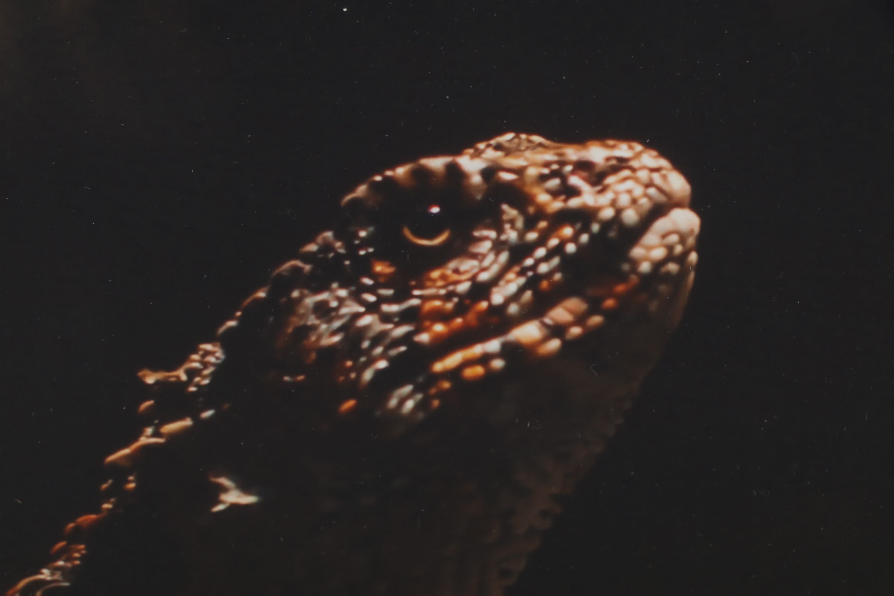 Anthony Root Collection of High Contrast Wildlife Photographs of Various Animals