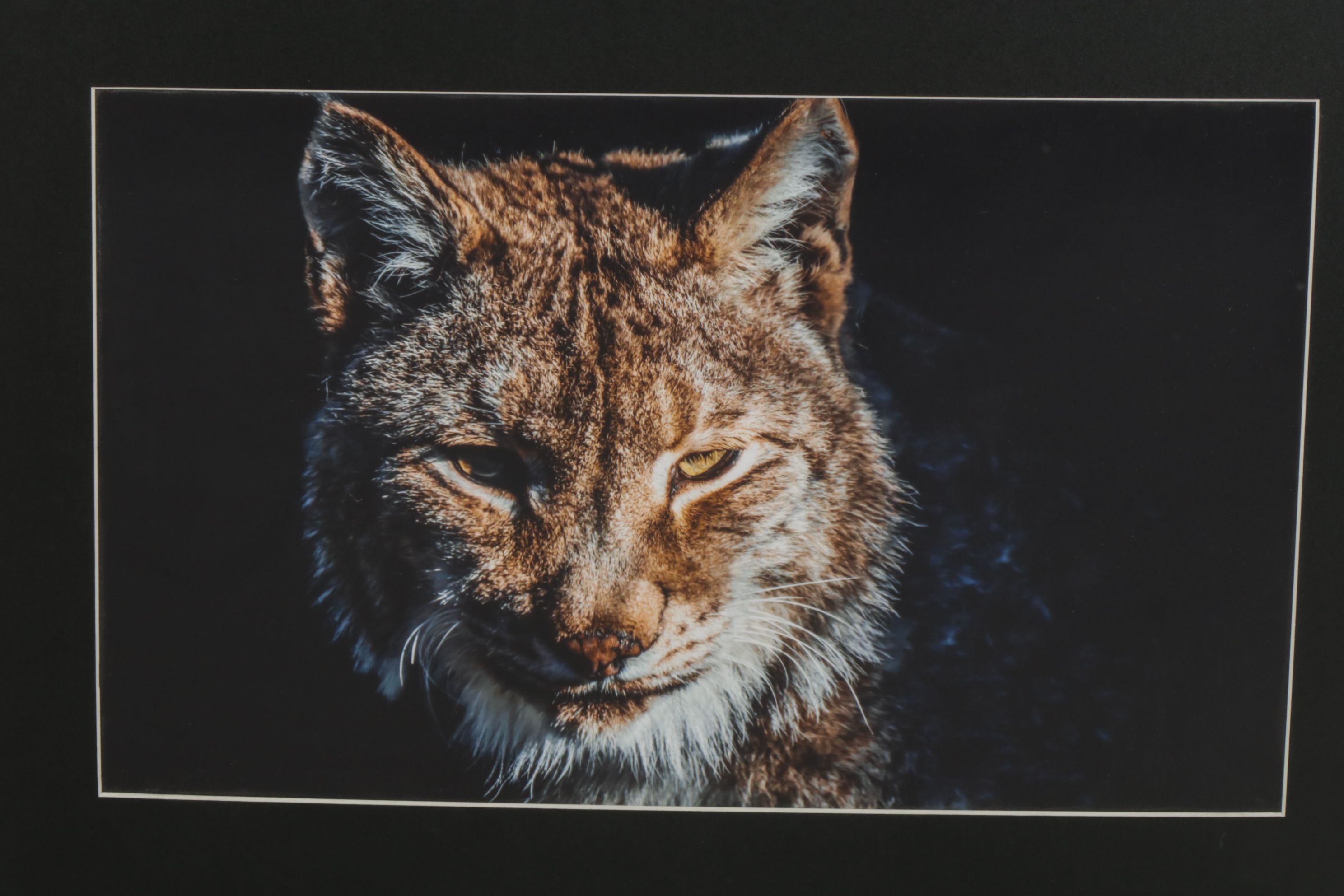 Anthony Root Collection of High Contrast Wildlife Photographs of Various Animals