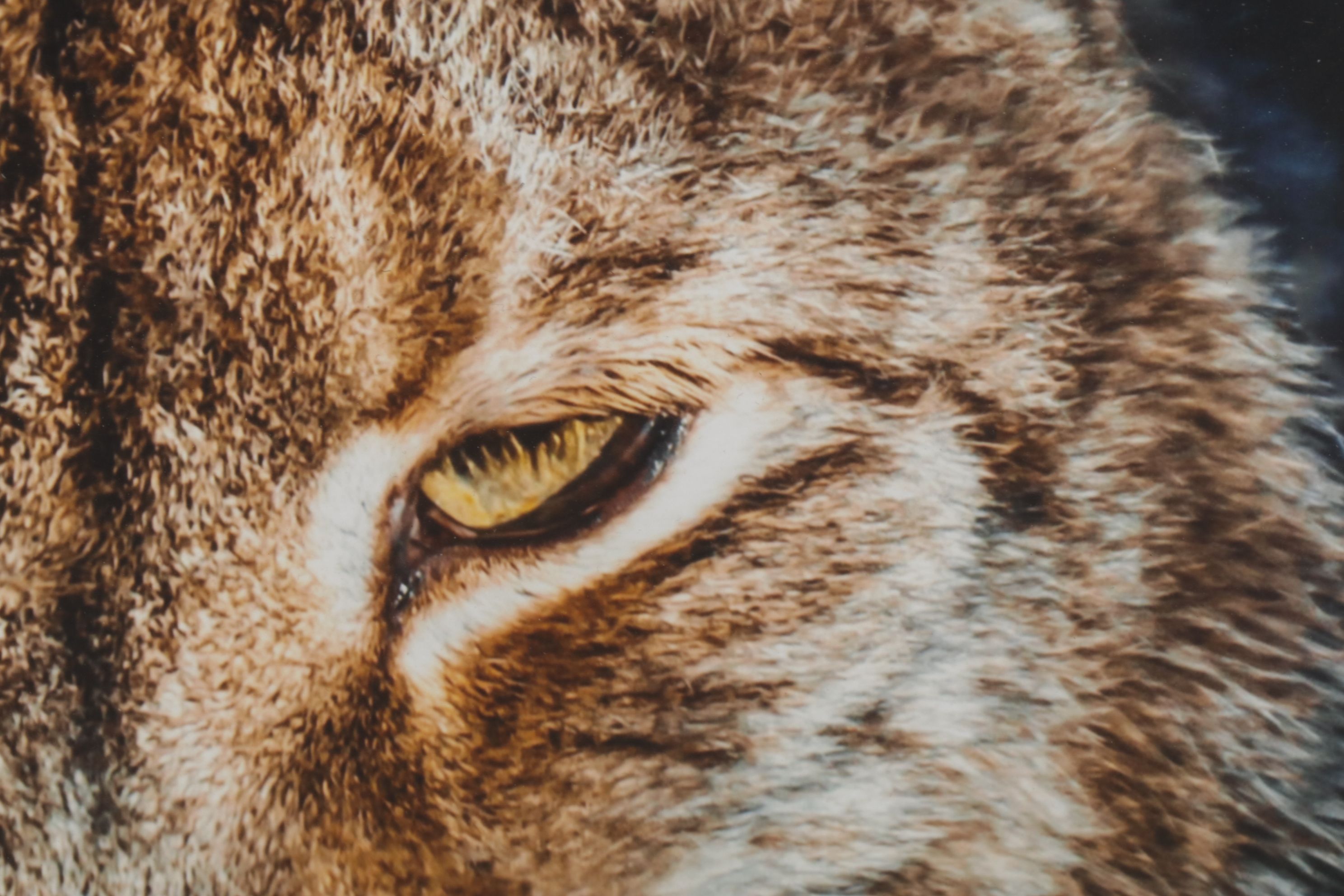 Anthony Root Collection of High Contrast Wildlife Photographs of Various Animals