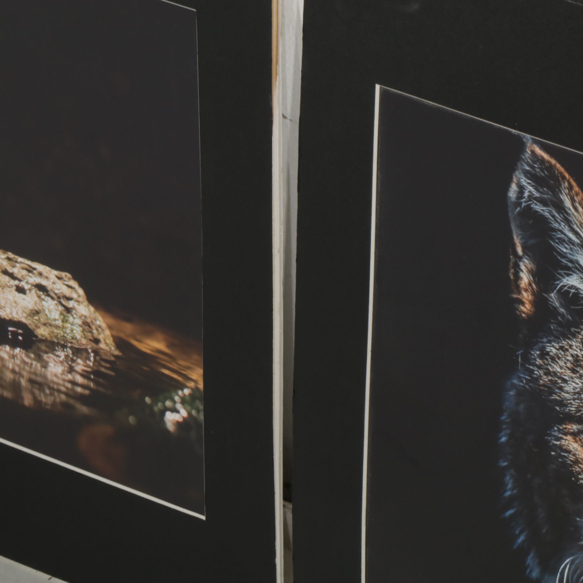 Anthony Root Collection of High Contrast Wildlife Photographs of Various Animals