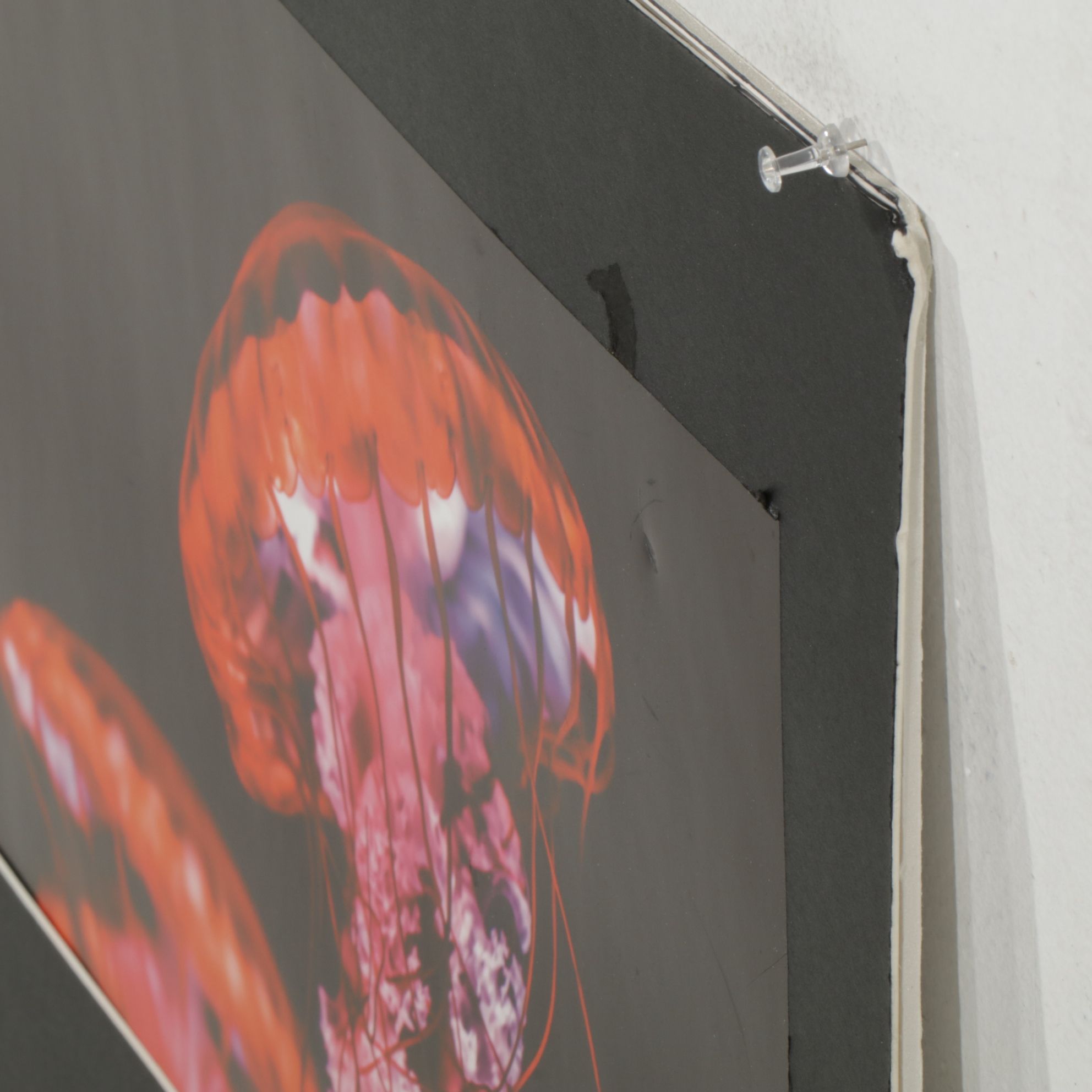 Anthony Root Collection of High Contrast Wildlife Photographs of Various Animals