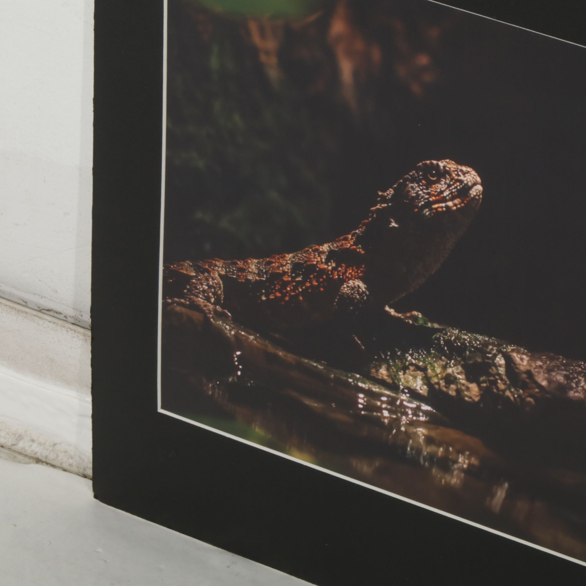 Anthony Root Collection of High Contrast Wildlife Photographs of Various Animals