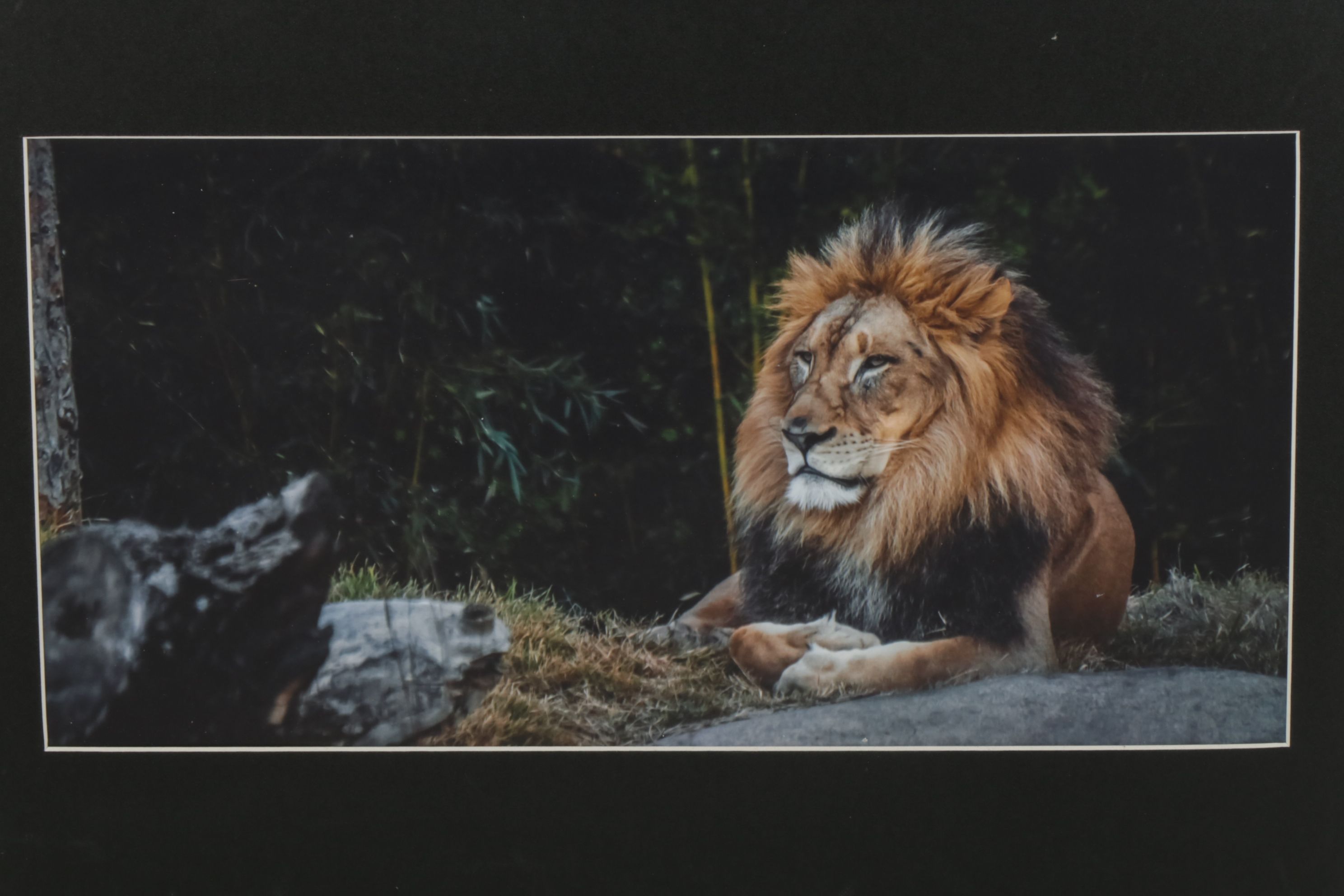 Anthony Root Collection of High Contrast Wildlife Photographs of Safari Animals