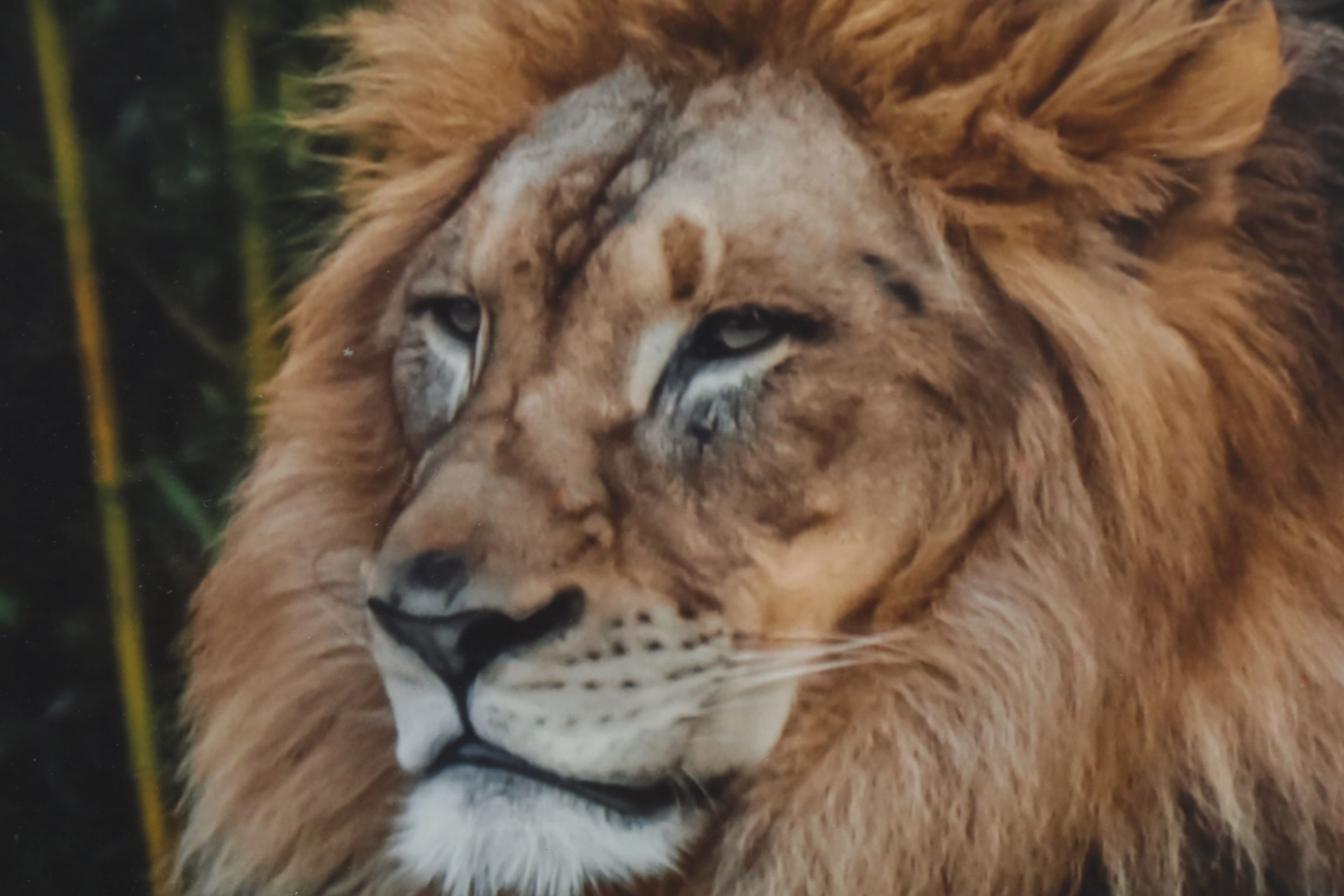 Anthony Root Collection of High Contrast Wildlife Photographs of Safari Animals