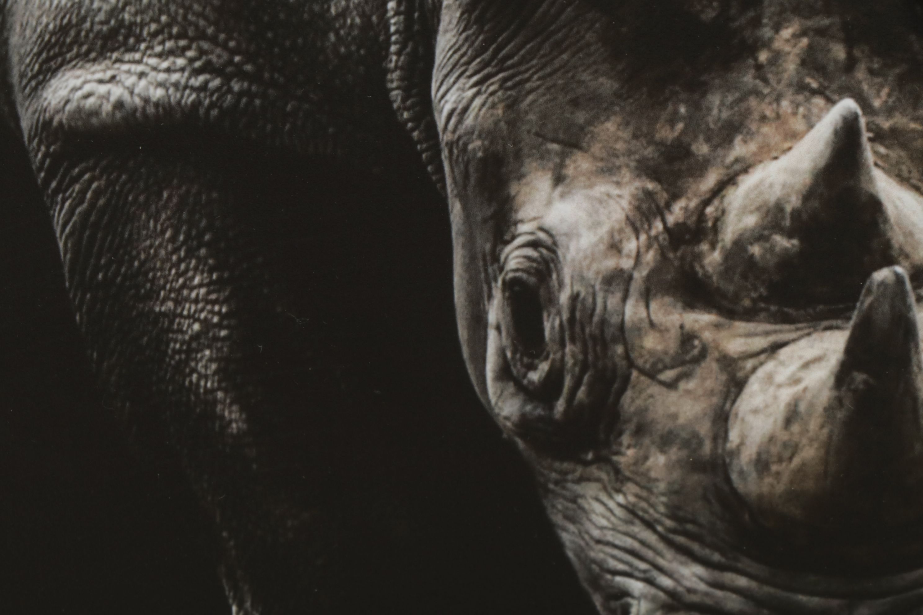 Anthony Root Collection of High Contrast Wildlife Photographs of Safari Animals