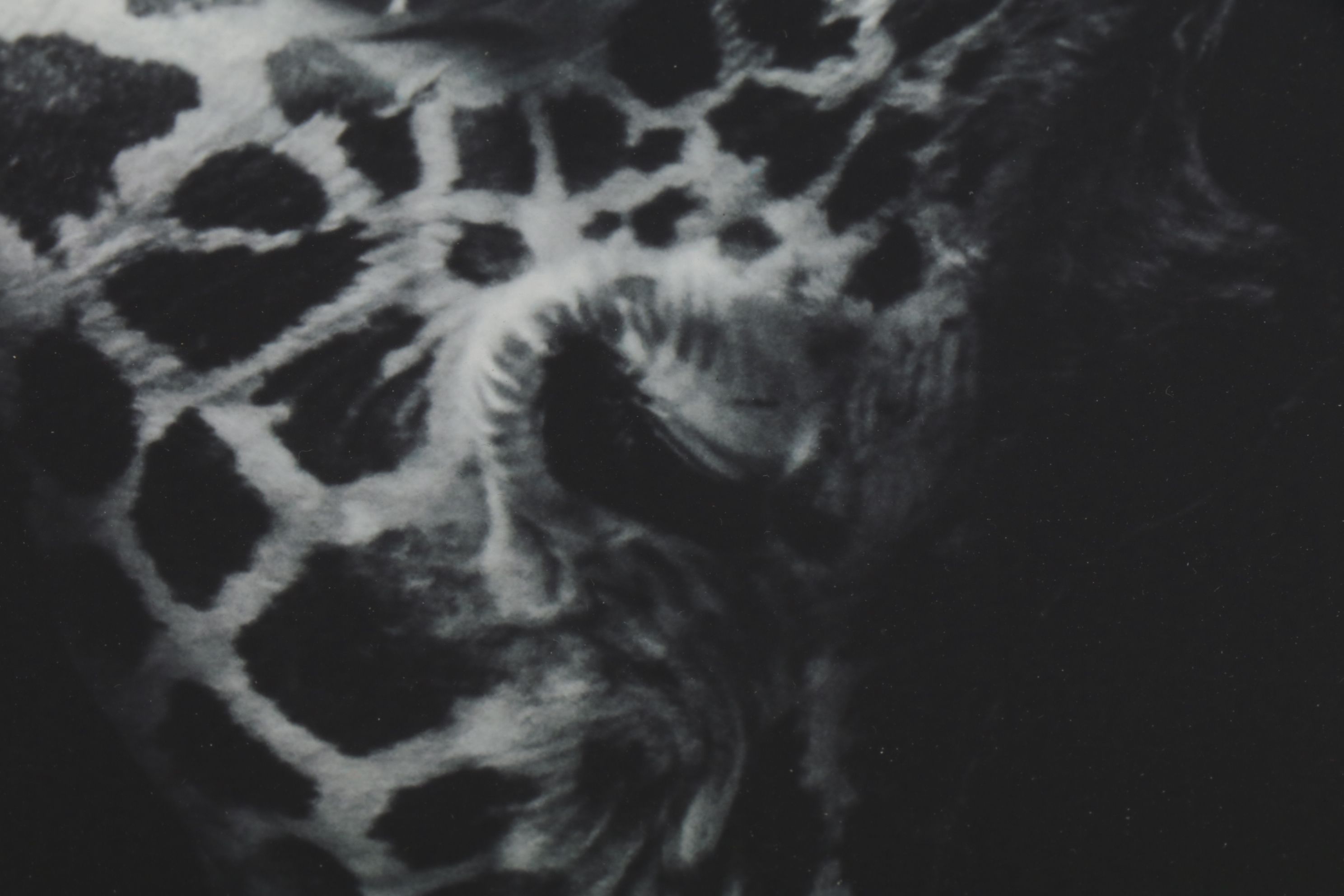 Anthony Root Collection of High Contrast Wildlife Photographs of Safari Animals