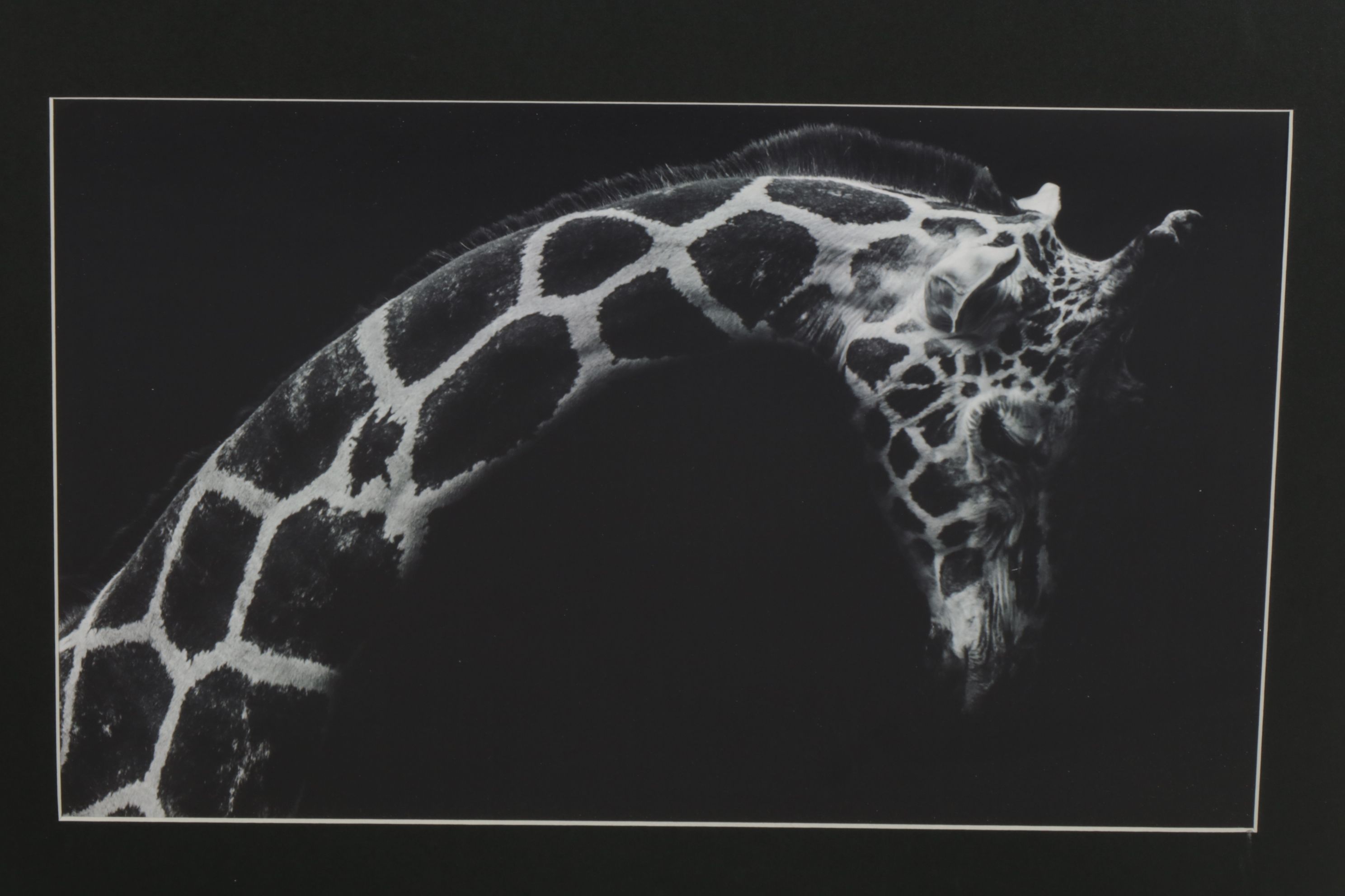 Anthony Root Collection of High Contrast Wildlife Photographs of Safari Animals