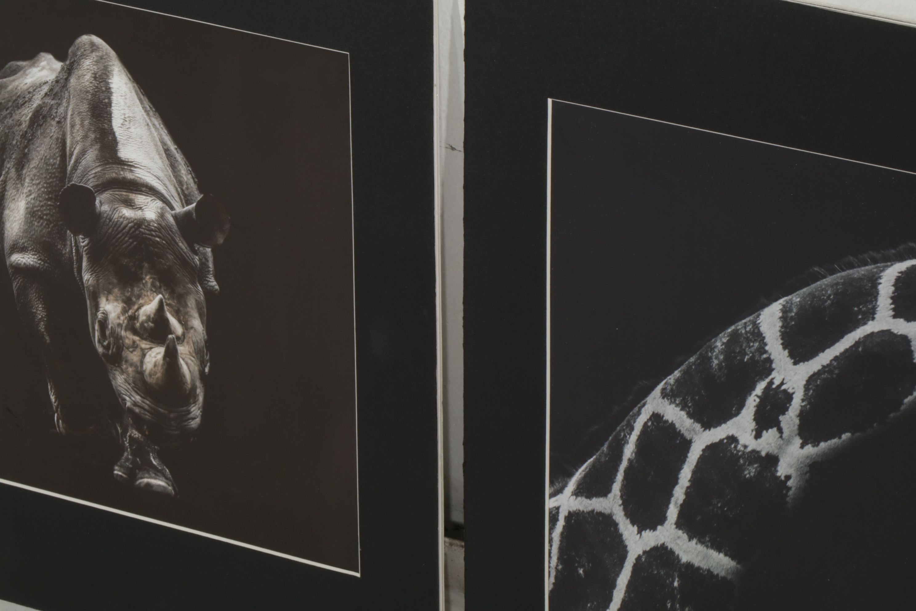 Anthony Root Collection of High Contrast Wildlife Photographs of Safari Animals