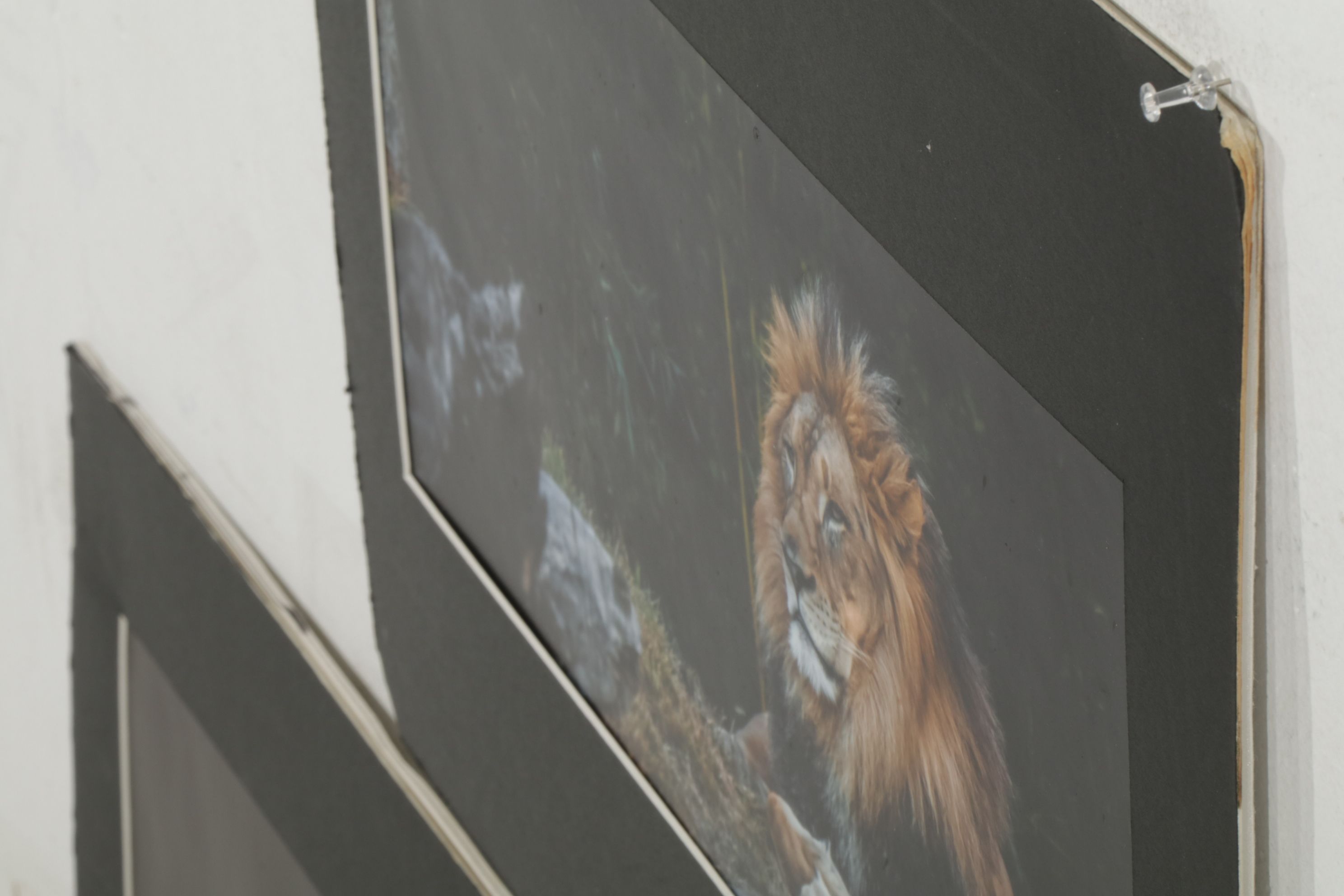 Anthony Root Collection of High Contrast Wildlife Photographs of Safari Animals