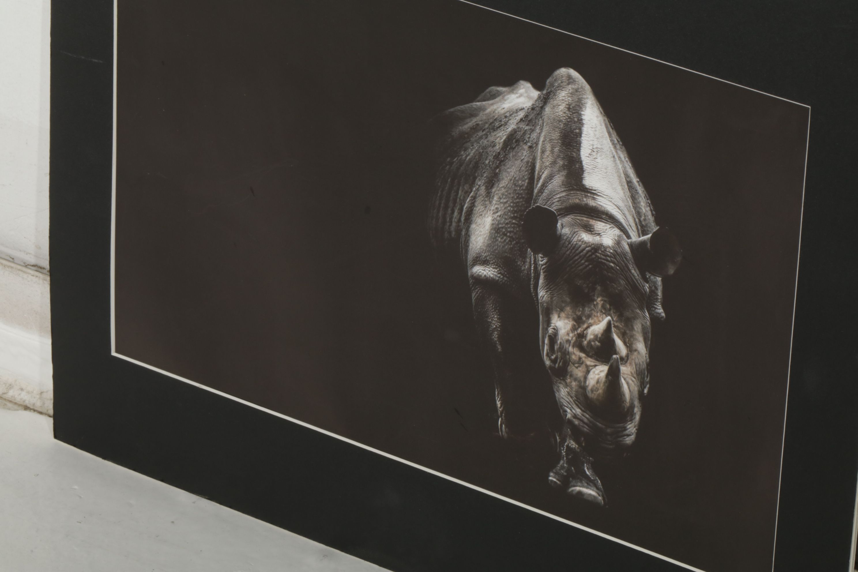 Anthony Root Collection of High Contrast Wildlife Photographs of Safari Animals