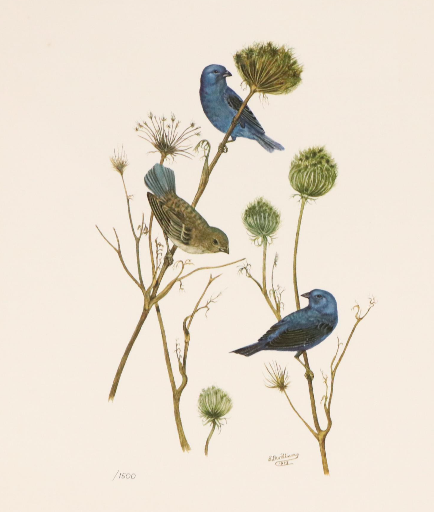 After E. D. Williams Offset Lithograph "Indigo Bunting," 1973